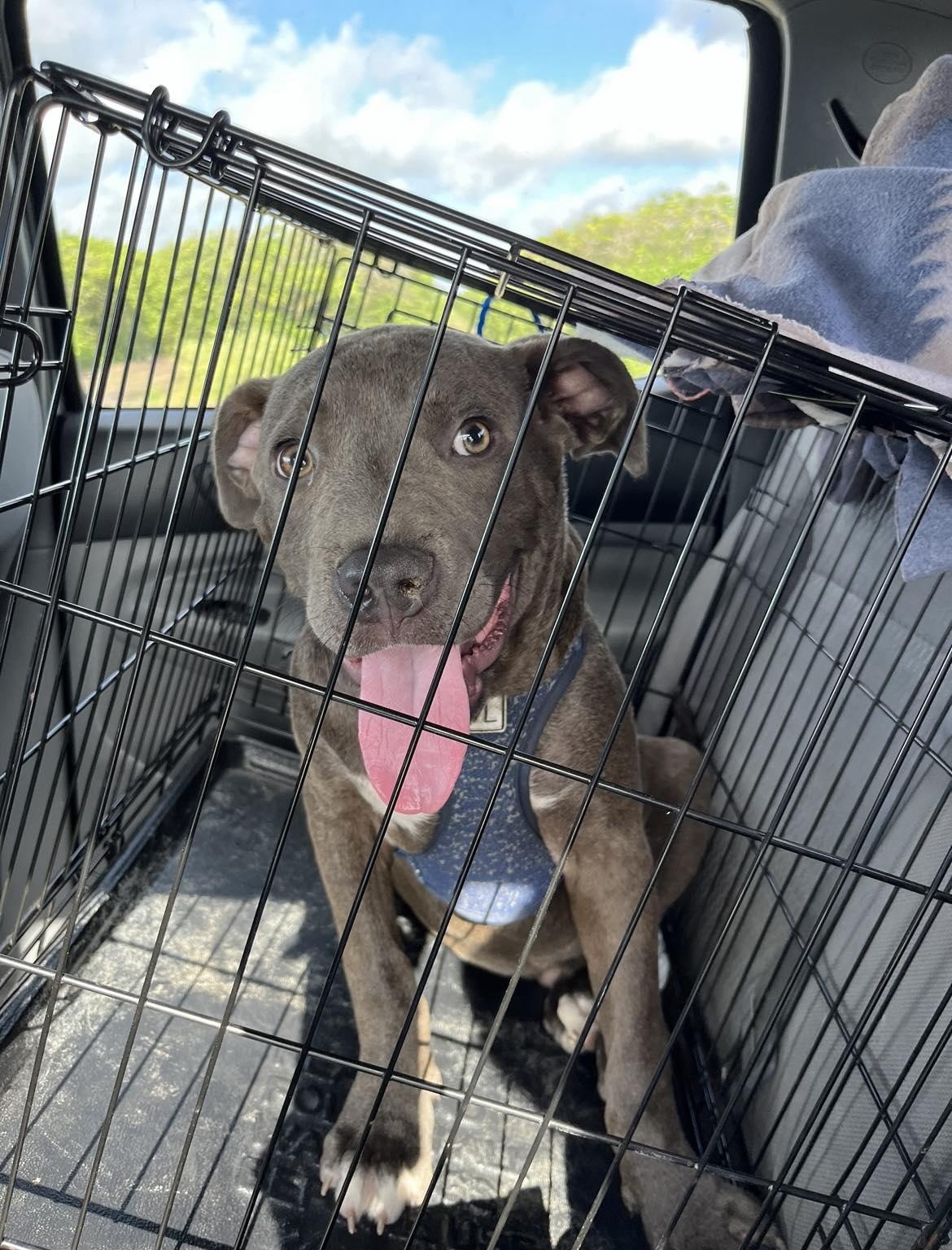 Enlarge Blue, a Adopted Pit Bull Terrier in Arlee, MT image 2/3