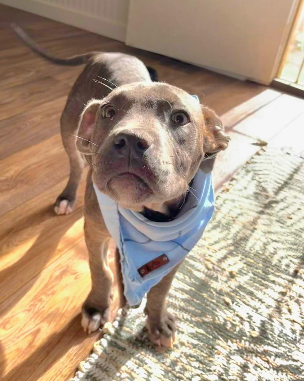 Enlarge Blue, a Adopted Pit Bull Terrier in Arlee, MT image 3/3