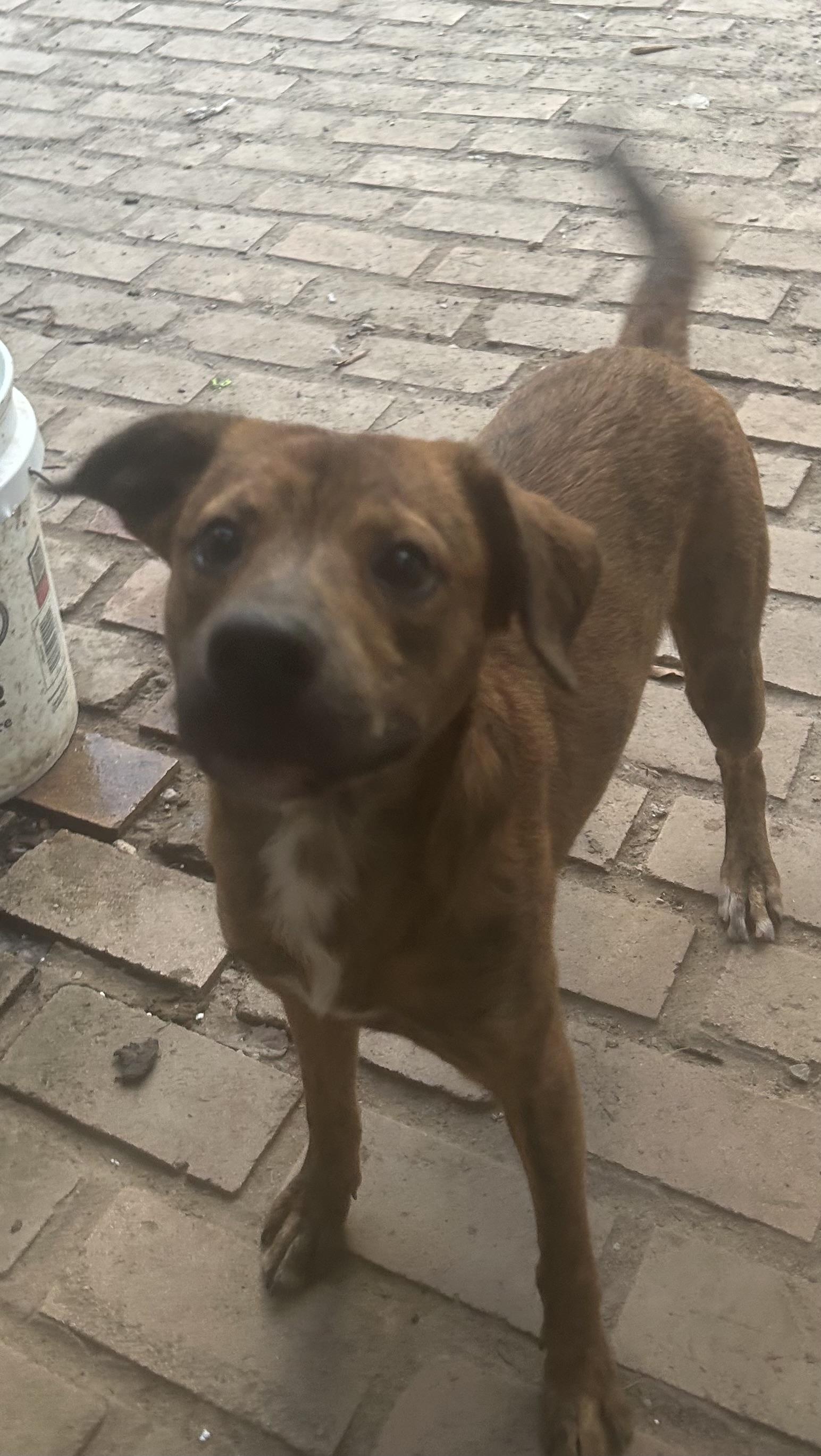 Enlarge Jerry, a Adoptable Mountain Cur in Pine Bluff, AR image 2/2