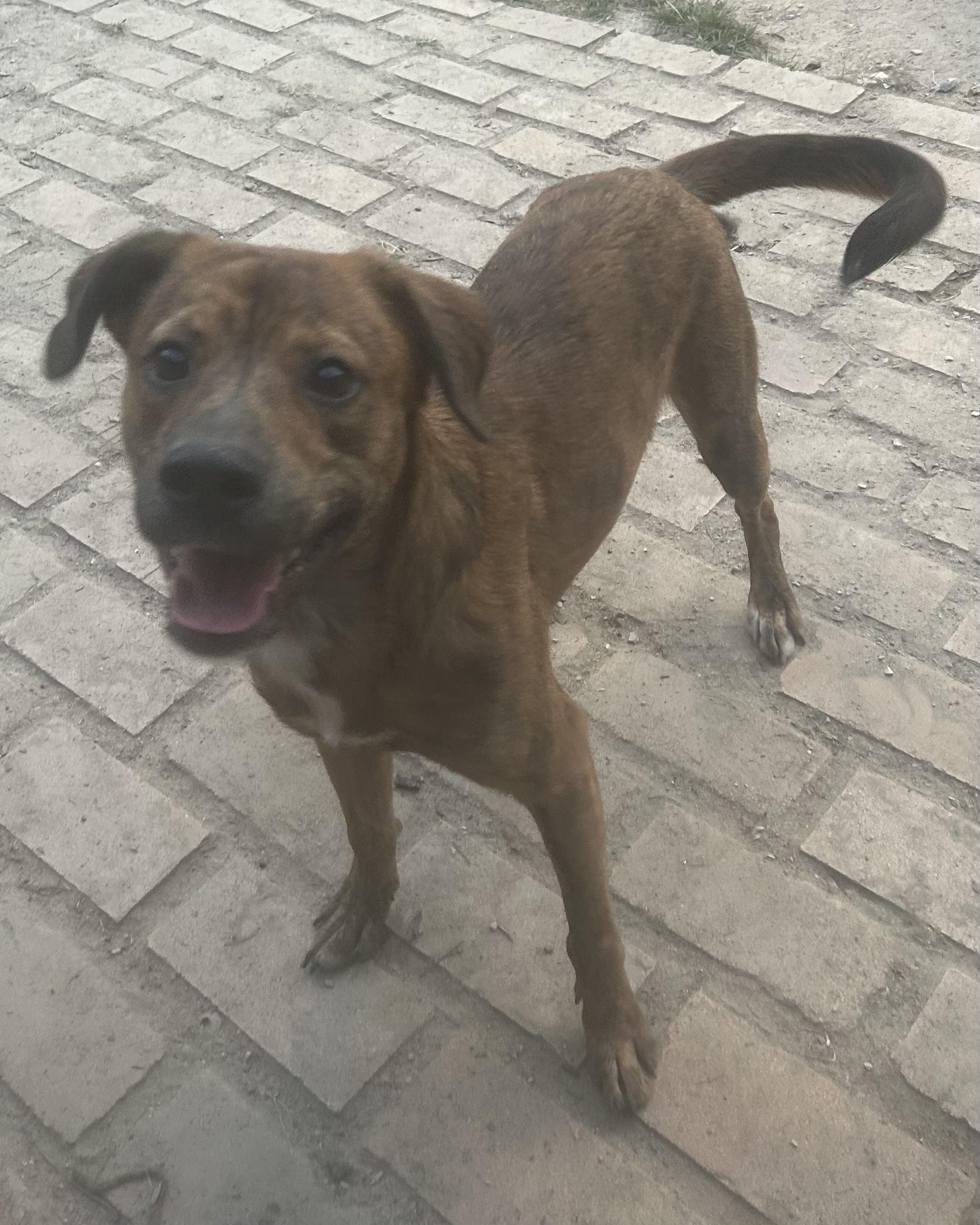 Jerry, Adoptable, Adult Male Mountain Cur.