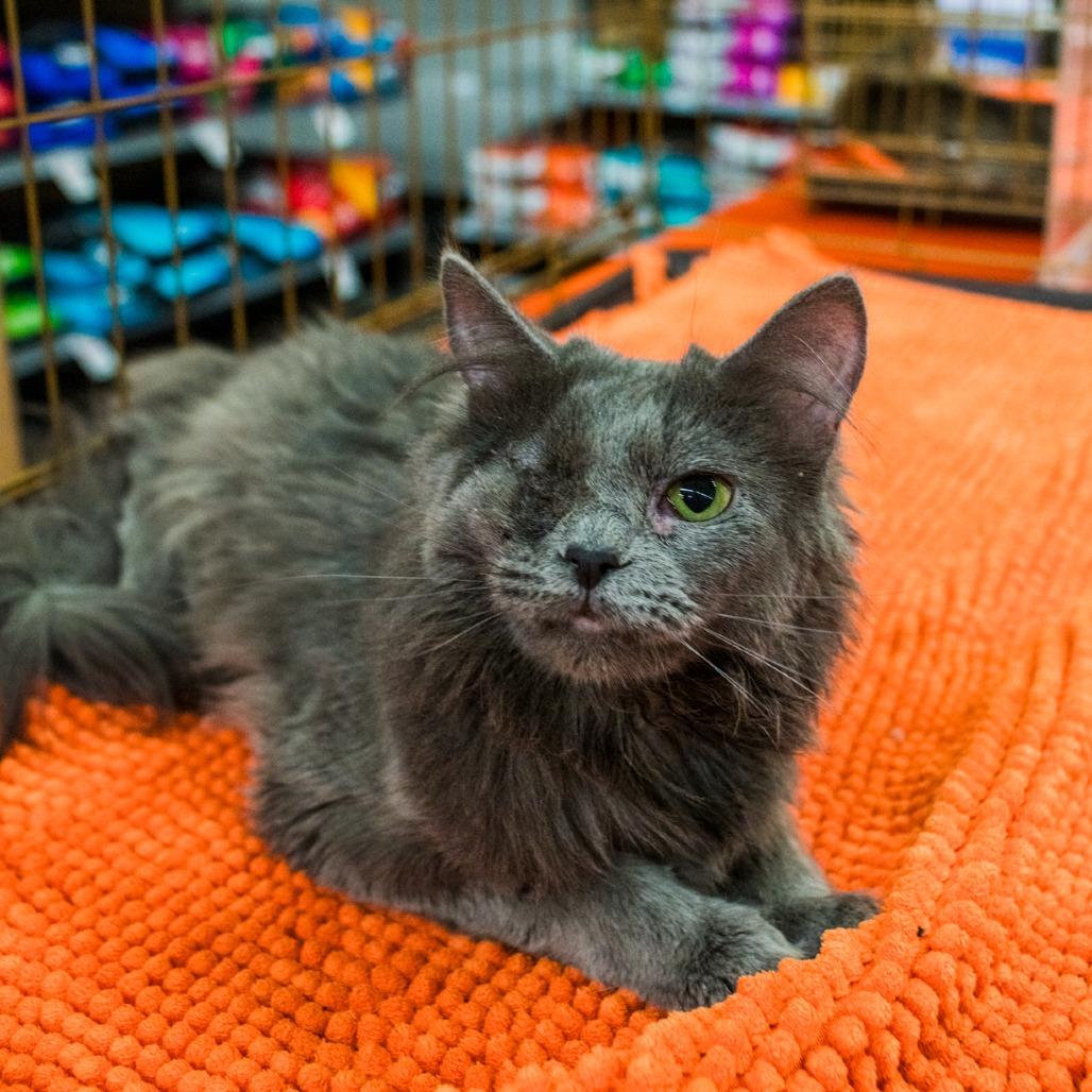 Sarafina, Adoptable, Young Female Domestic Long Hair.