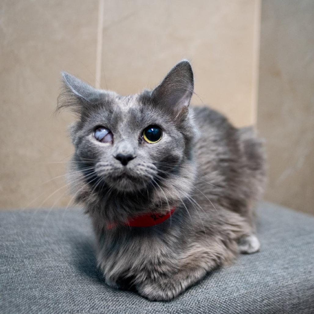 Sarafina, Adoptable, Young Female Domestic Long Hair.