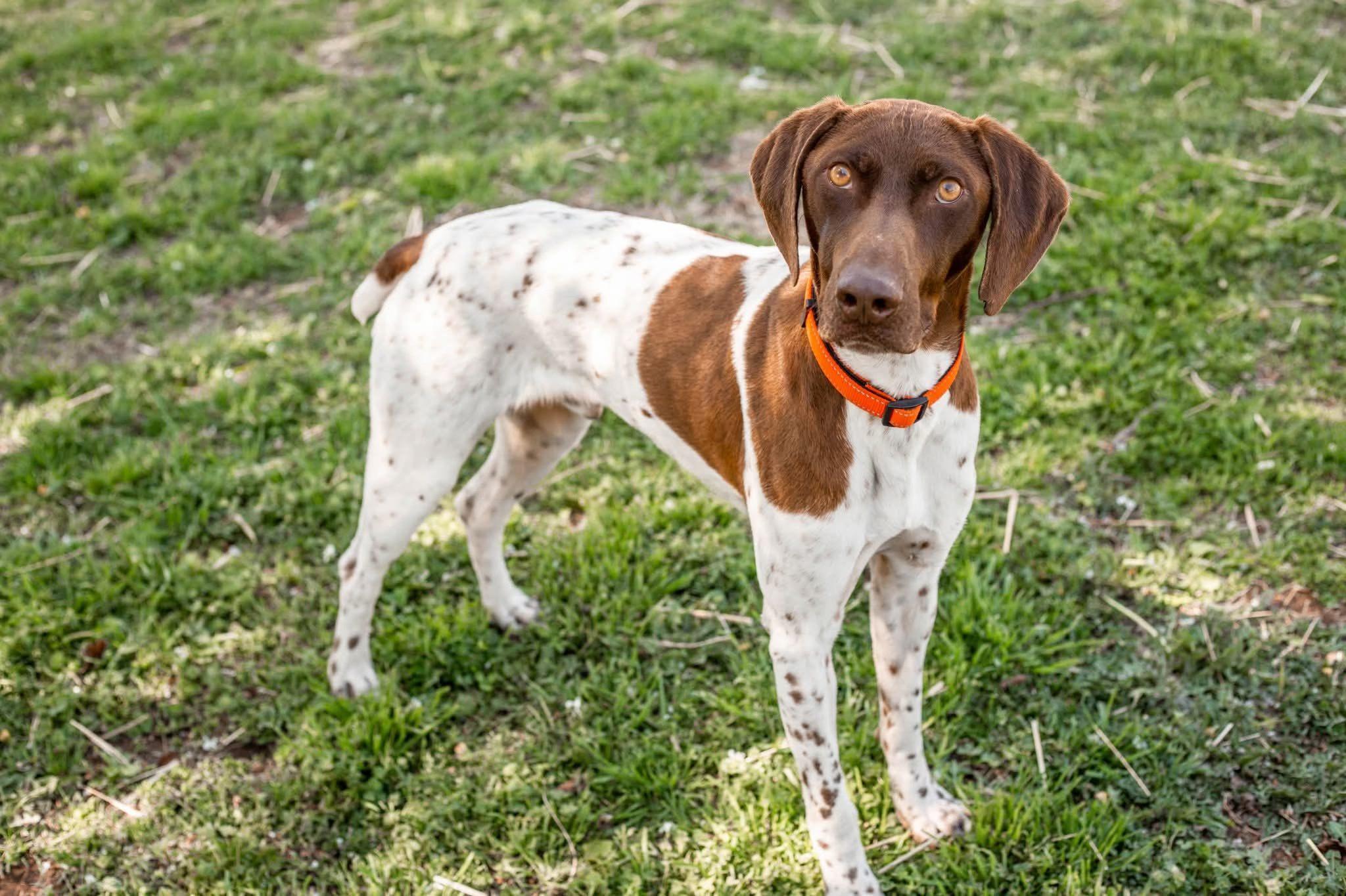 Enlarge Kohl, a ADOPTABLE German Shorthaired Pointer in Yukon, OK image 2/5