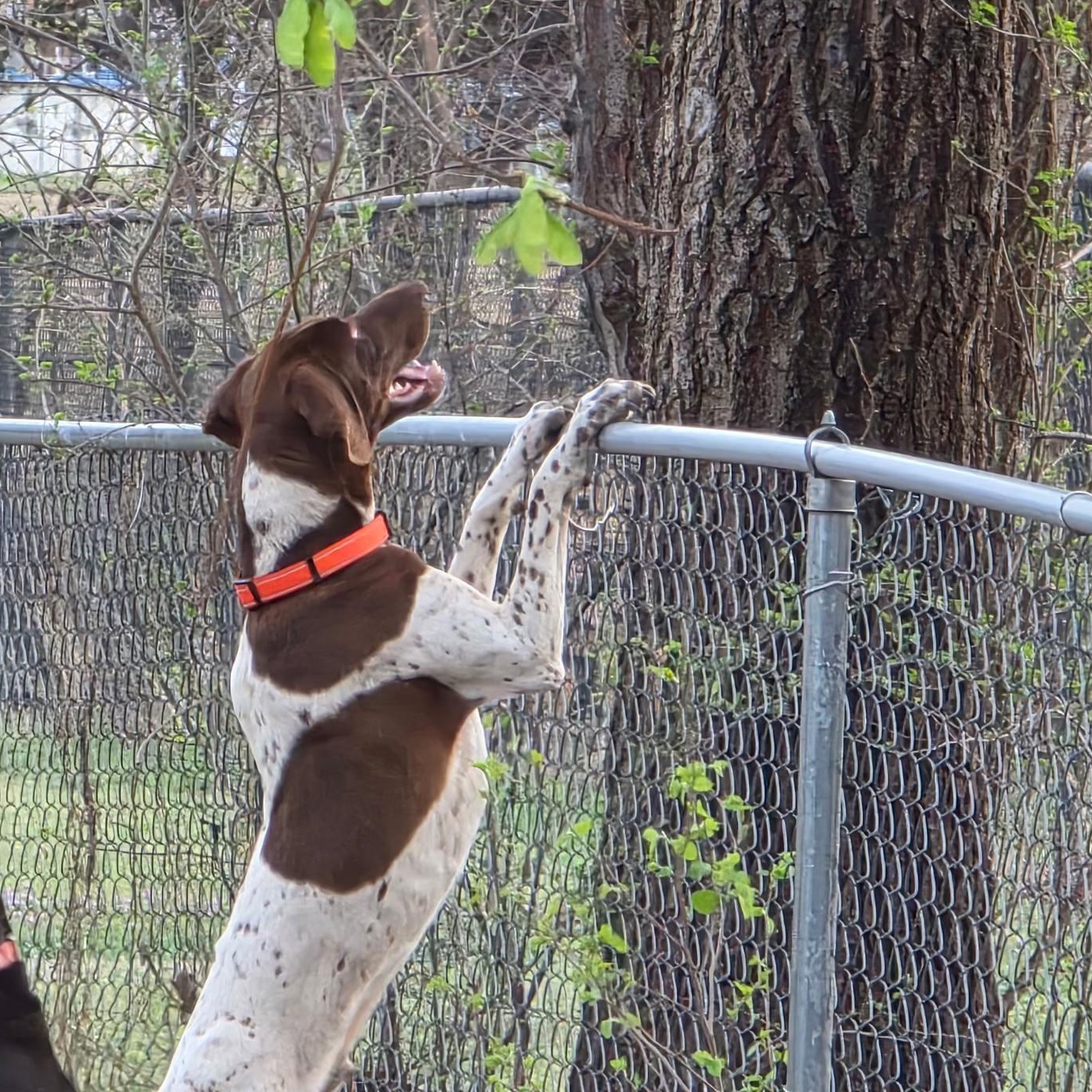 Enlarge Kohl, a ADOPTABLE German Shorthaired Pointer in Yukon, OK image 2/2