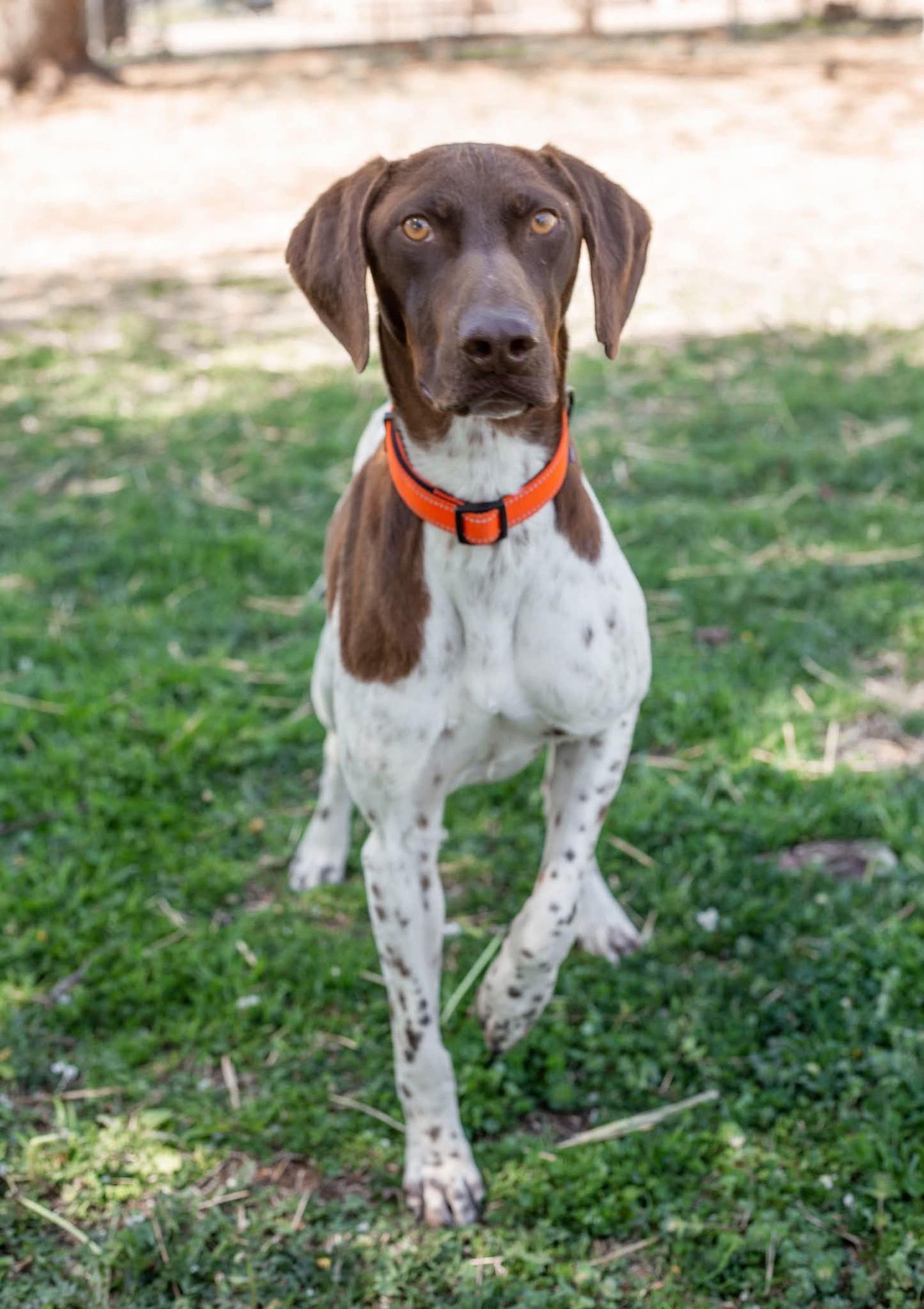 Enlarge Kohl, a ADOPTABLE German Shorthaired Pointer in Yukon, OK image 3/5