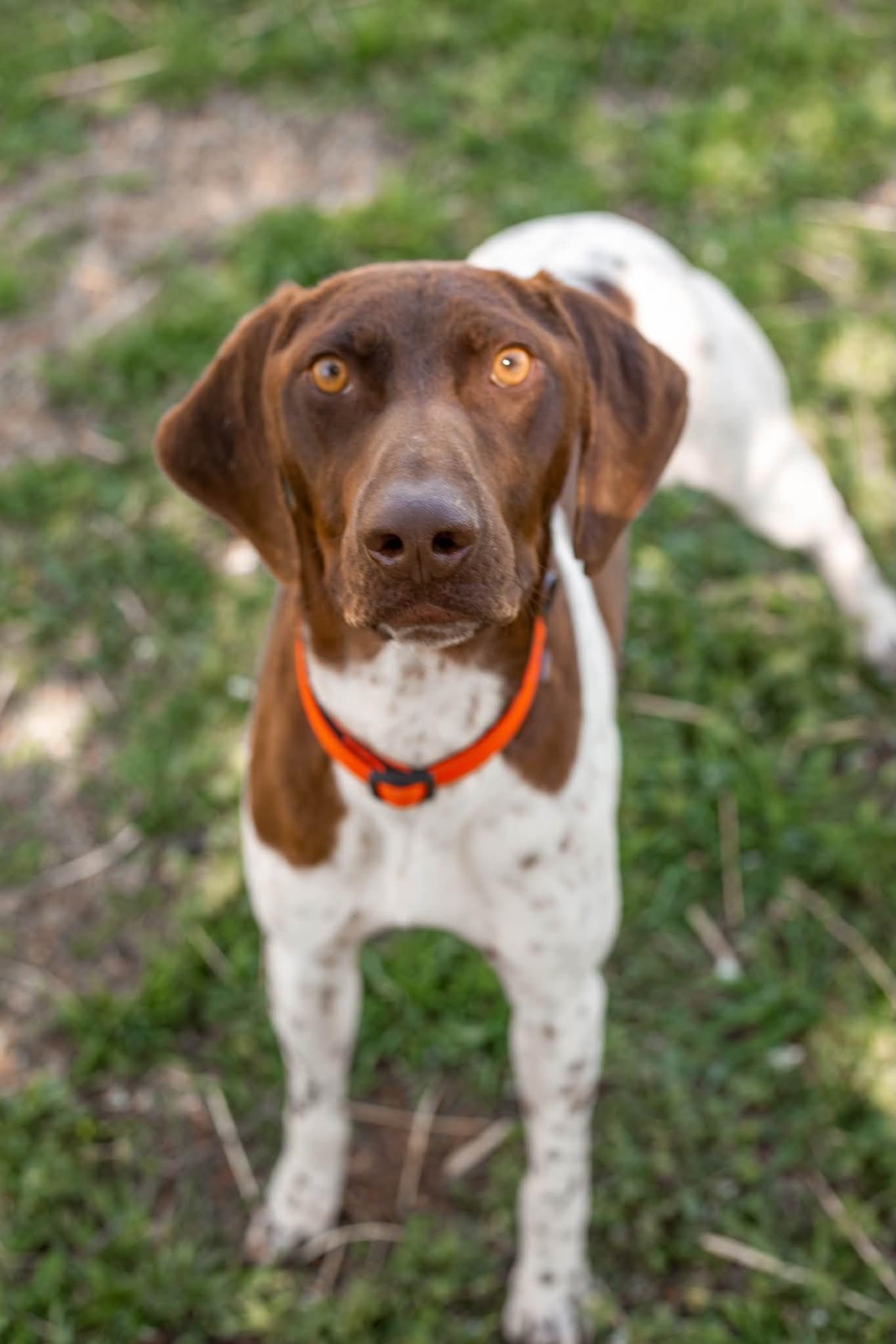 Kohl, ADOPTABLE, Adult Male German Shorthaired Pointer.