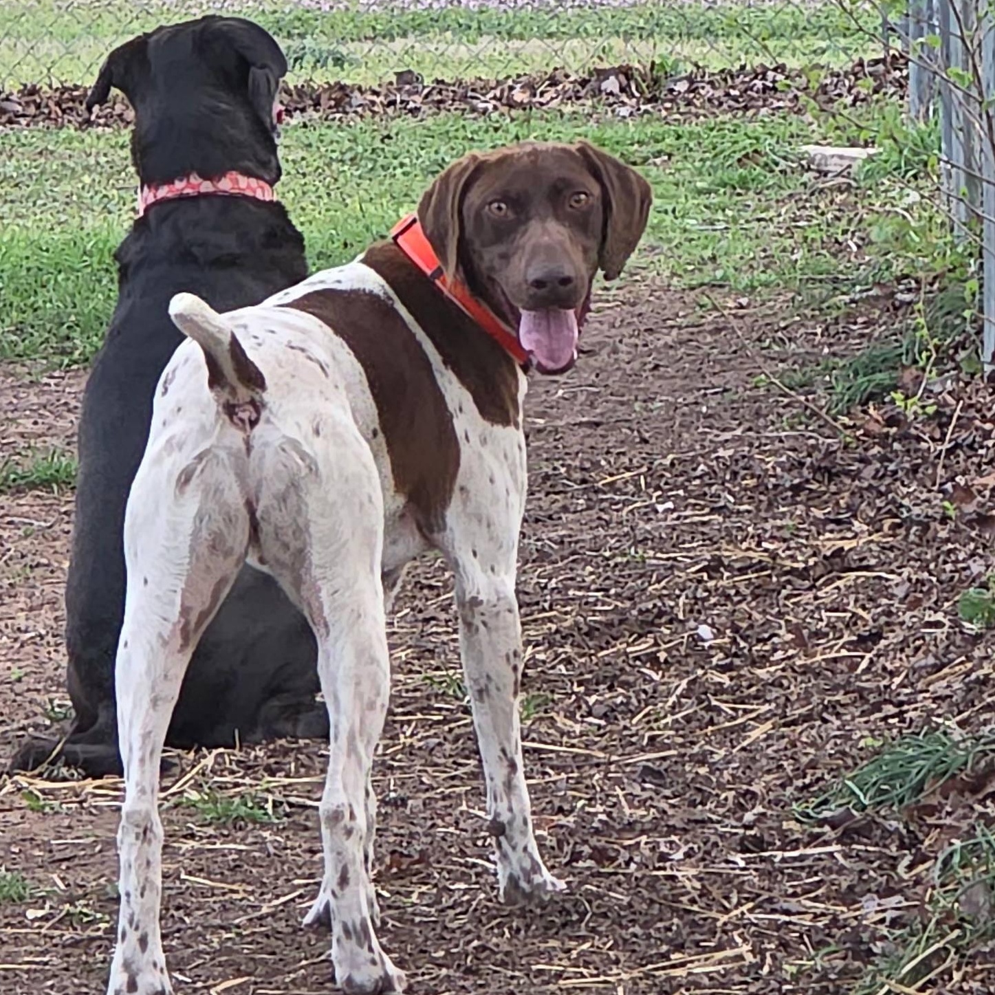 Kohl, ADOPTABLE, Adult Male German Shorthaired Pointer.