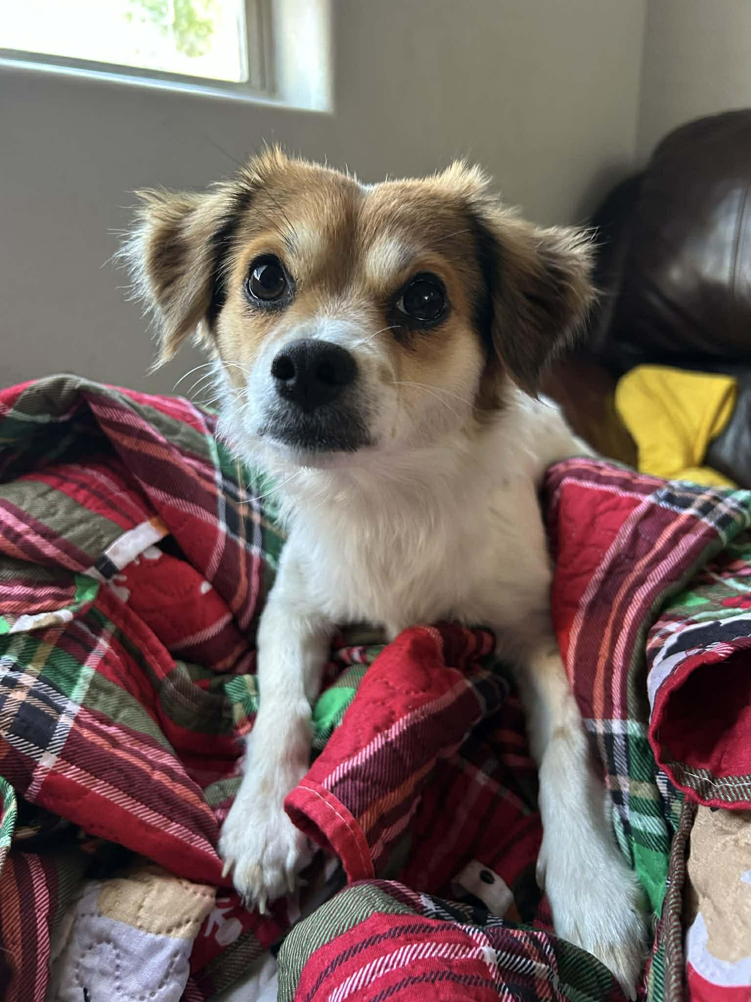 Zera, a Adoptable mixed breed in Scottsdale, AZ image 2/2