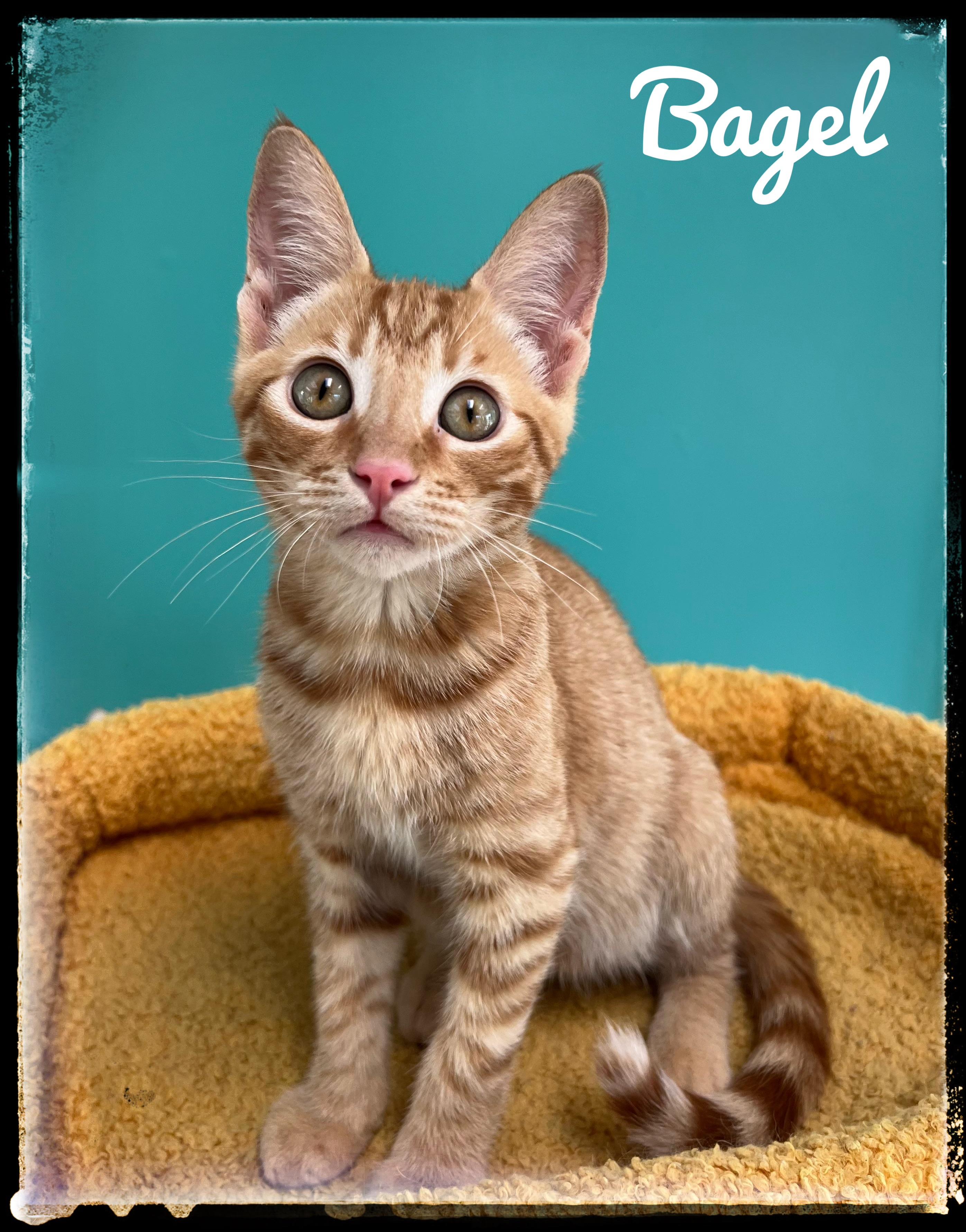 Bagel, adopted, Kitten Male Domestic Short Hair.