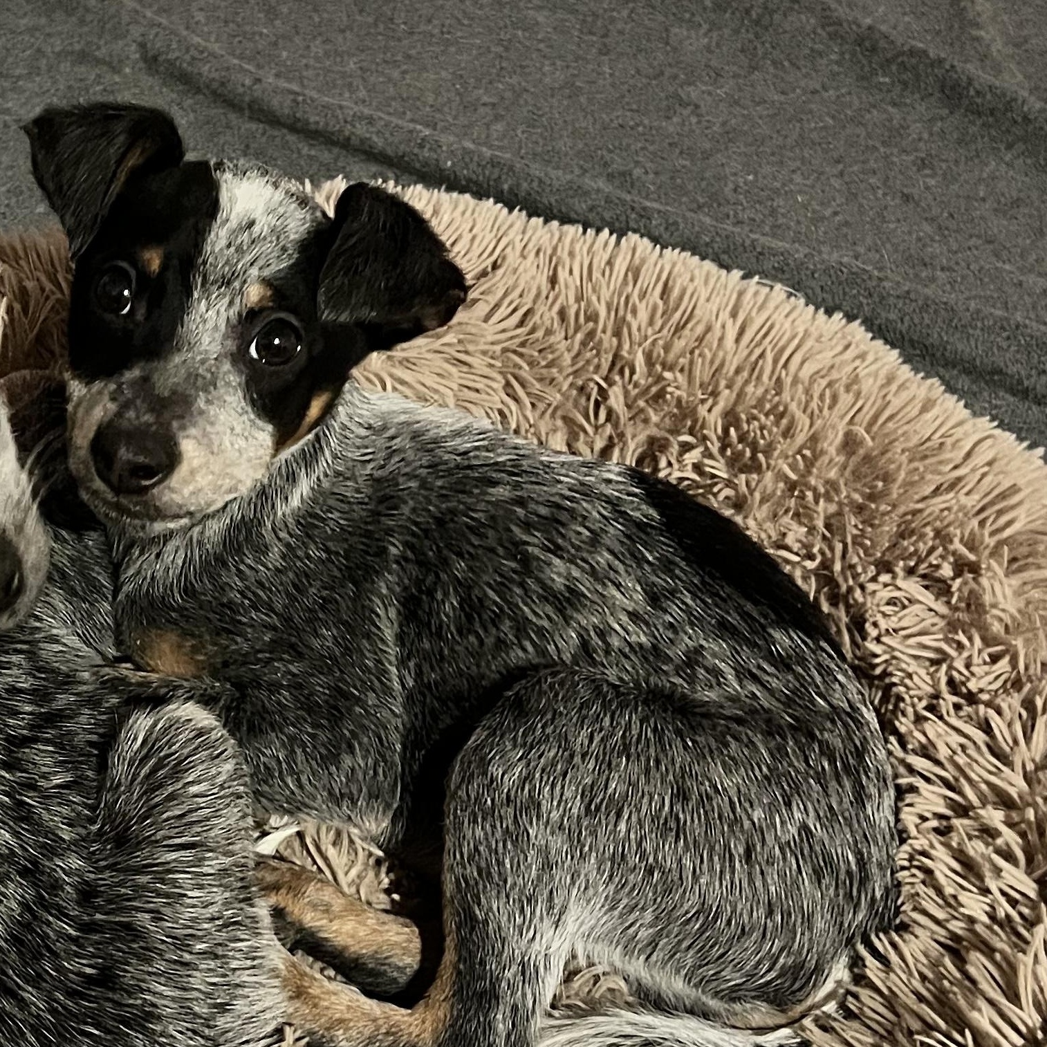 Navy, ADOPTABLE, Puppy Male Australian Cattle Dog / Blue Heeler.