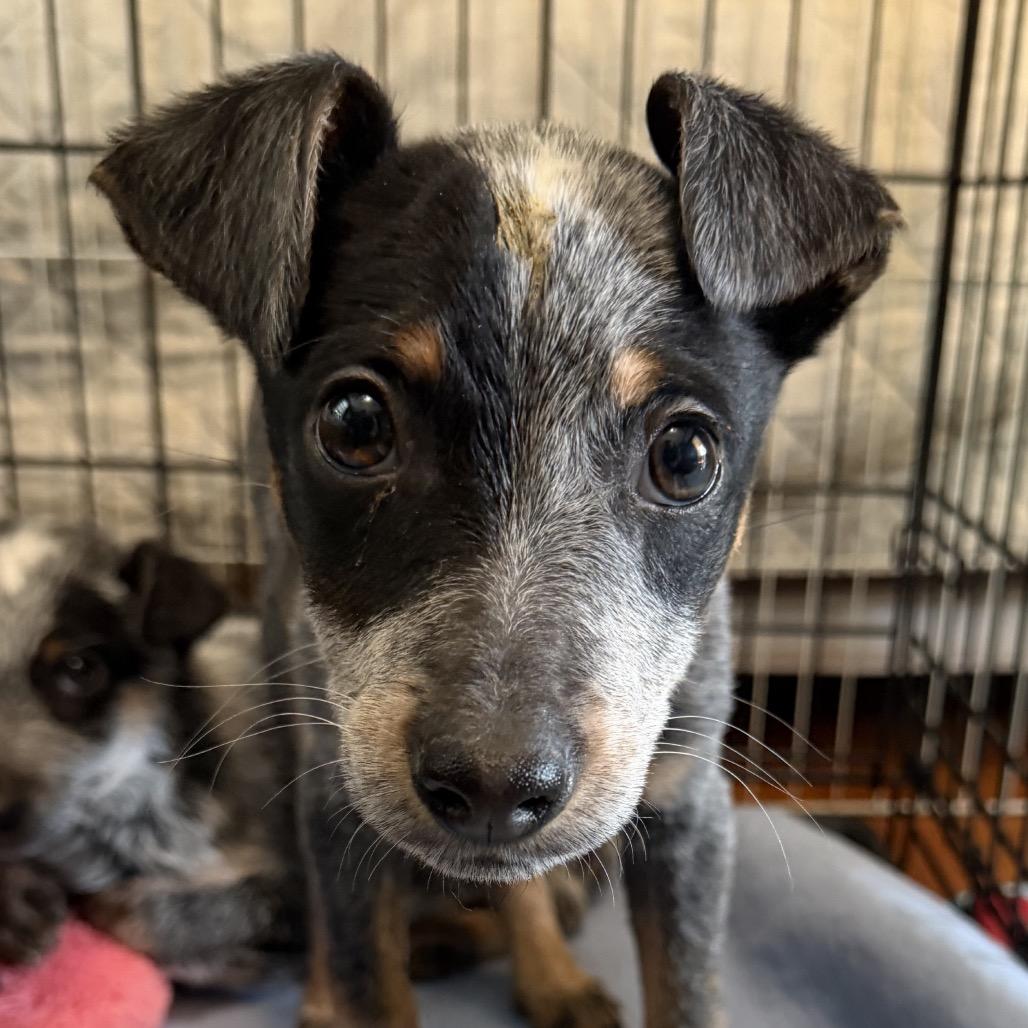 Enlarge Navy, an adopted Australian Cattle Dog / Blue Heeler in Richmond, VA image 2/3