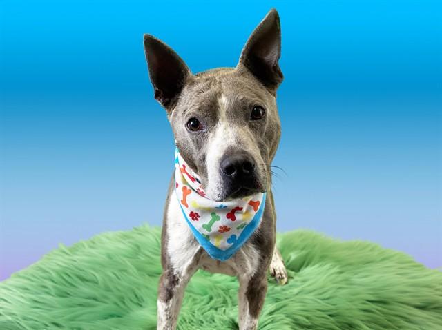 JUPITER, Adoptable, Adult Male American Staffordshire Terrier & Australian Cattle Dog / Blue Heeler.