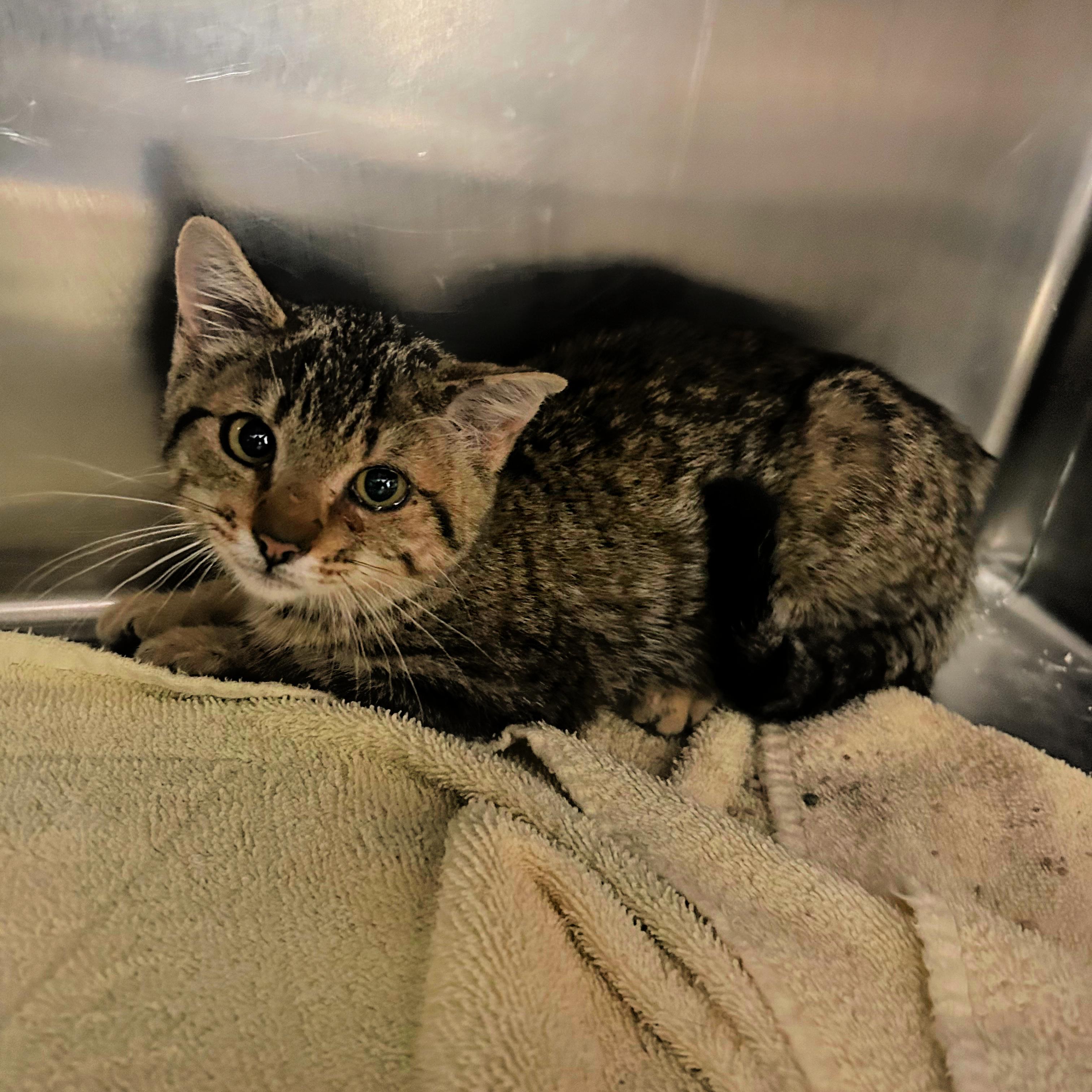 Rue, ADOPTABLE, Kitten Female Domestic Short Hair.