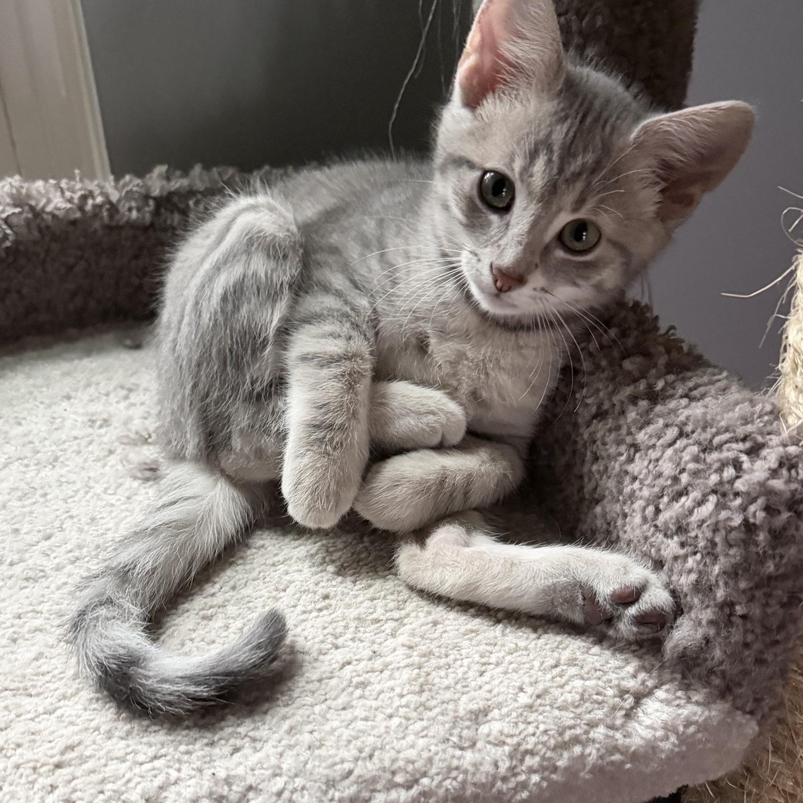 BUNNY, adopted, Kitten Female Domestic Short Hair & Domestic Medium Hair.