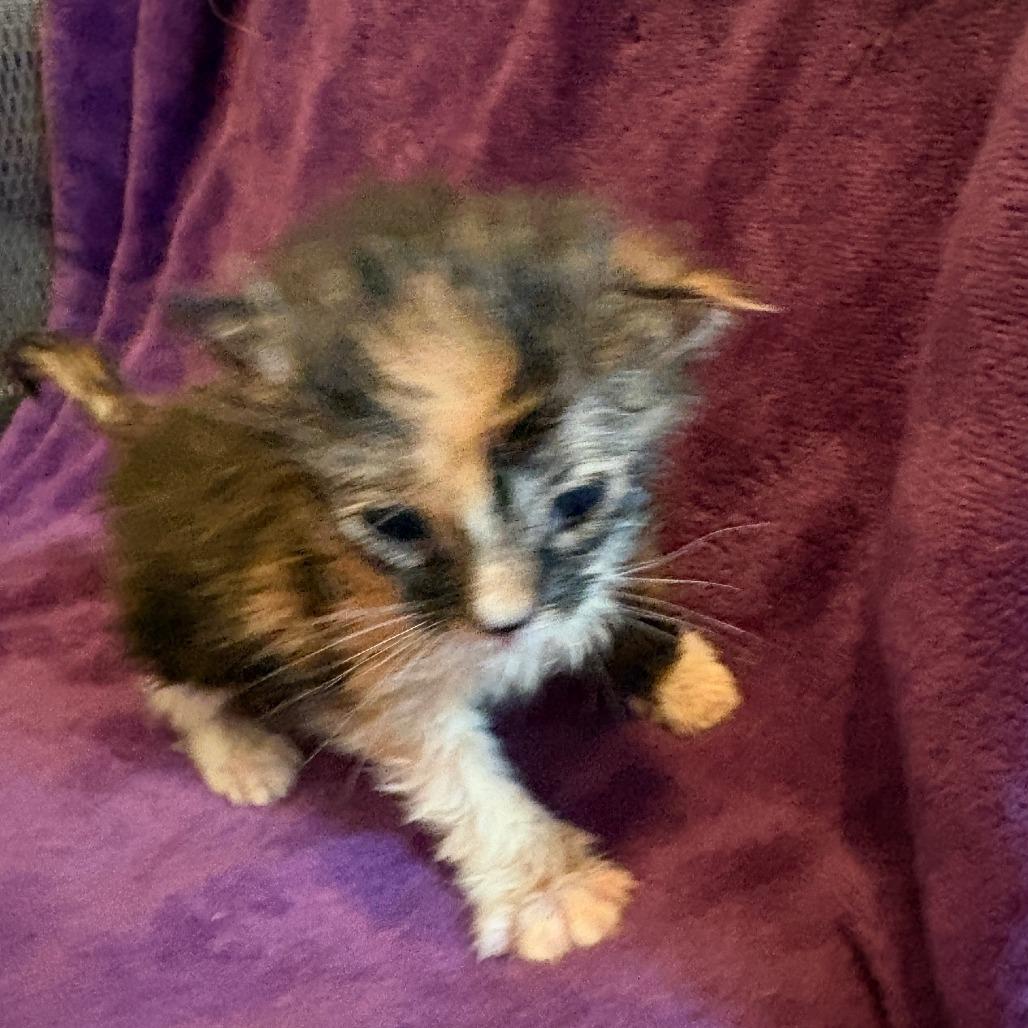 Maisie — thumbnail 2