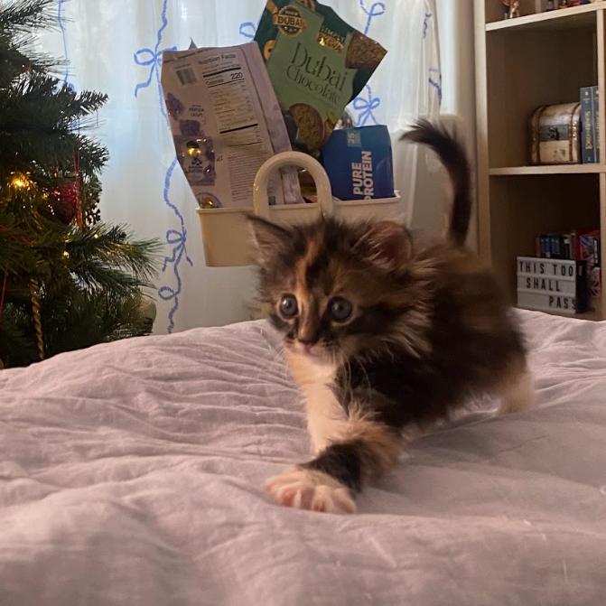 Maisie — thumbnail 3