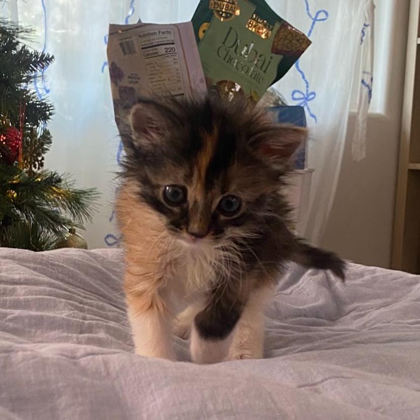 Maisie — thumbnail 4