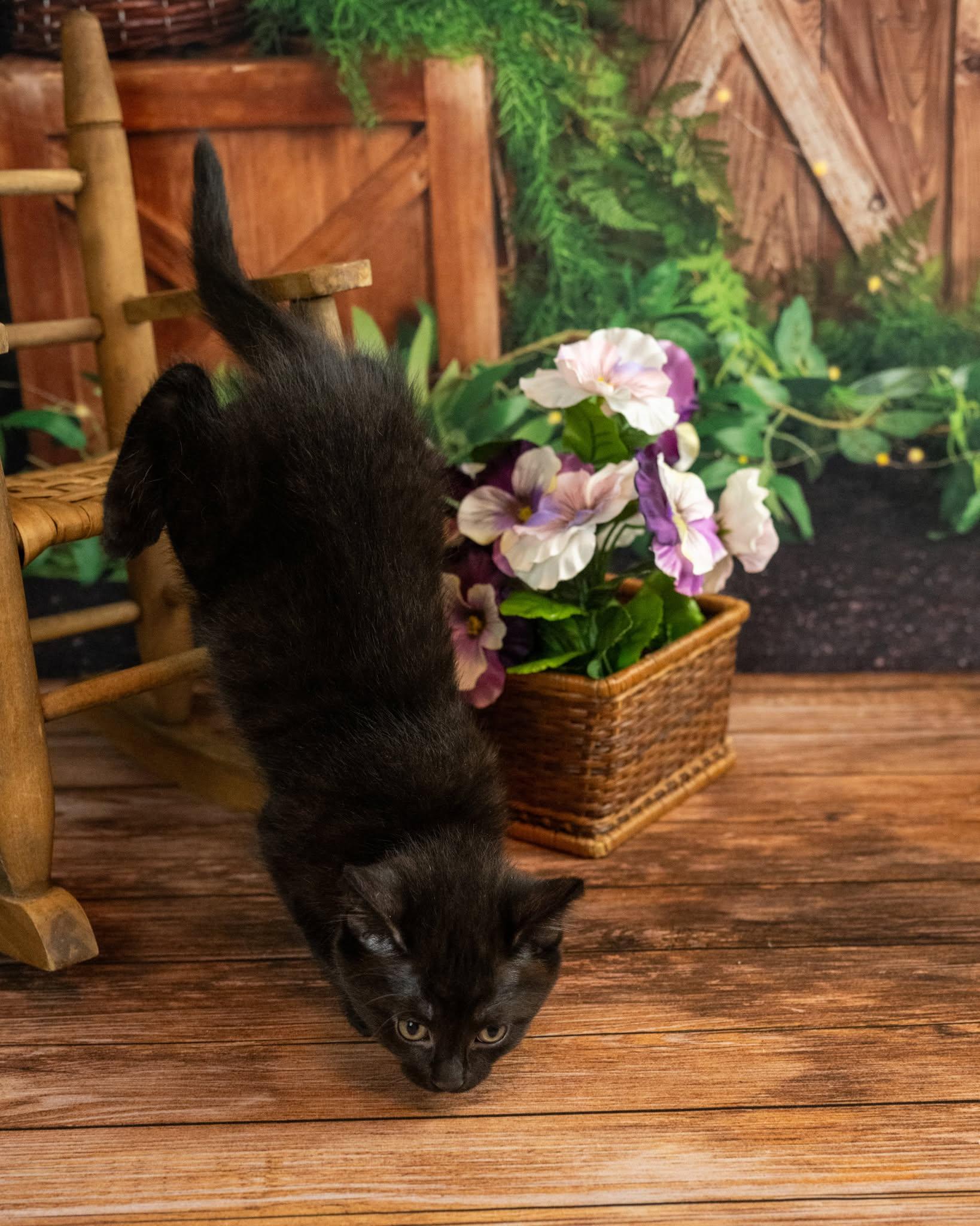 Leo, an adopted Domestic Short Hair in Lapeer, MI image 4/5