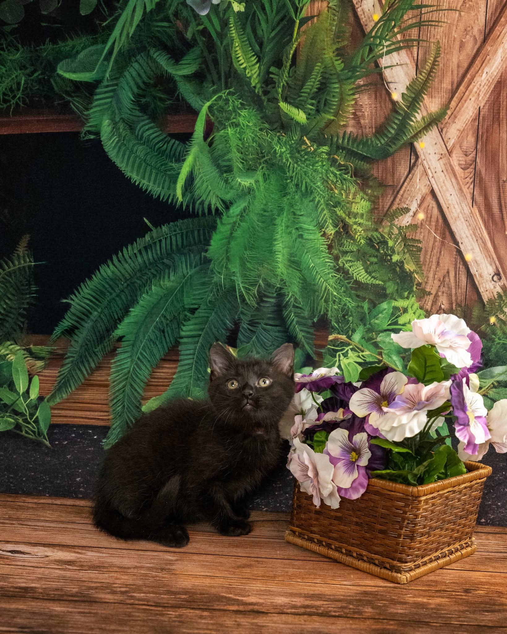 Leo, an adopted Domestic Short Hair in Lapeer, MI image 5/5