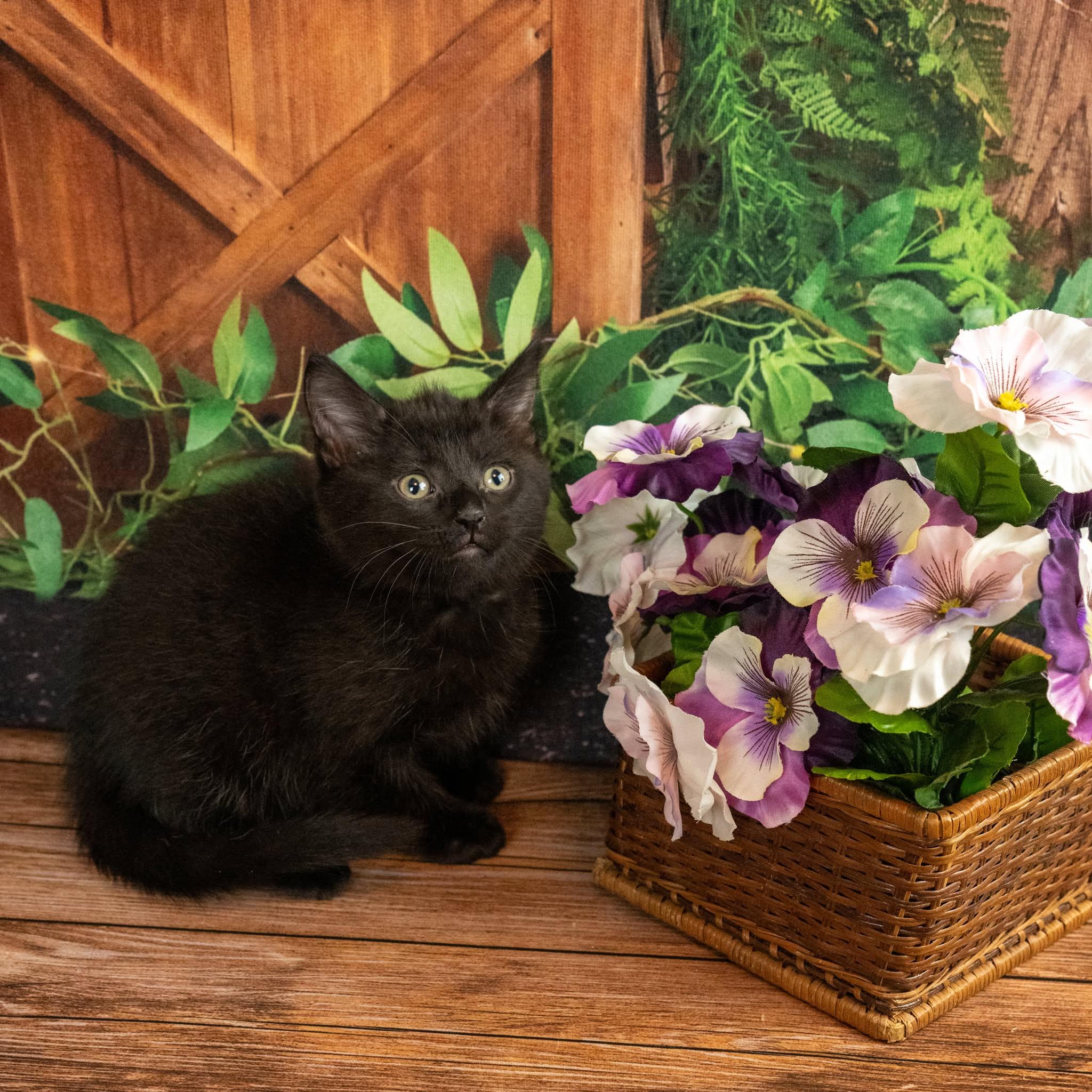 Leo, adopted, Kitten Male Domestic Short Hair.