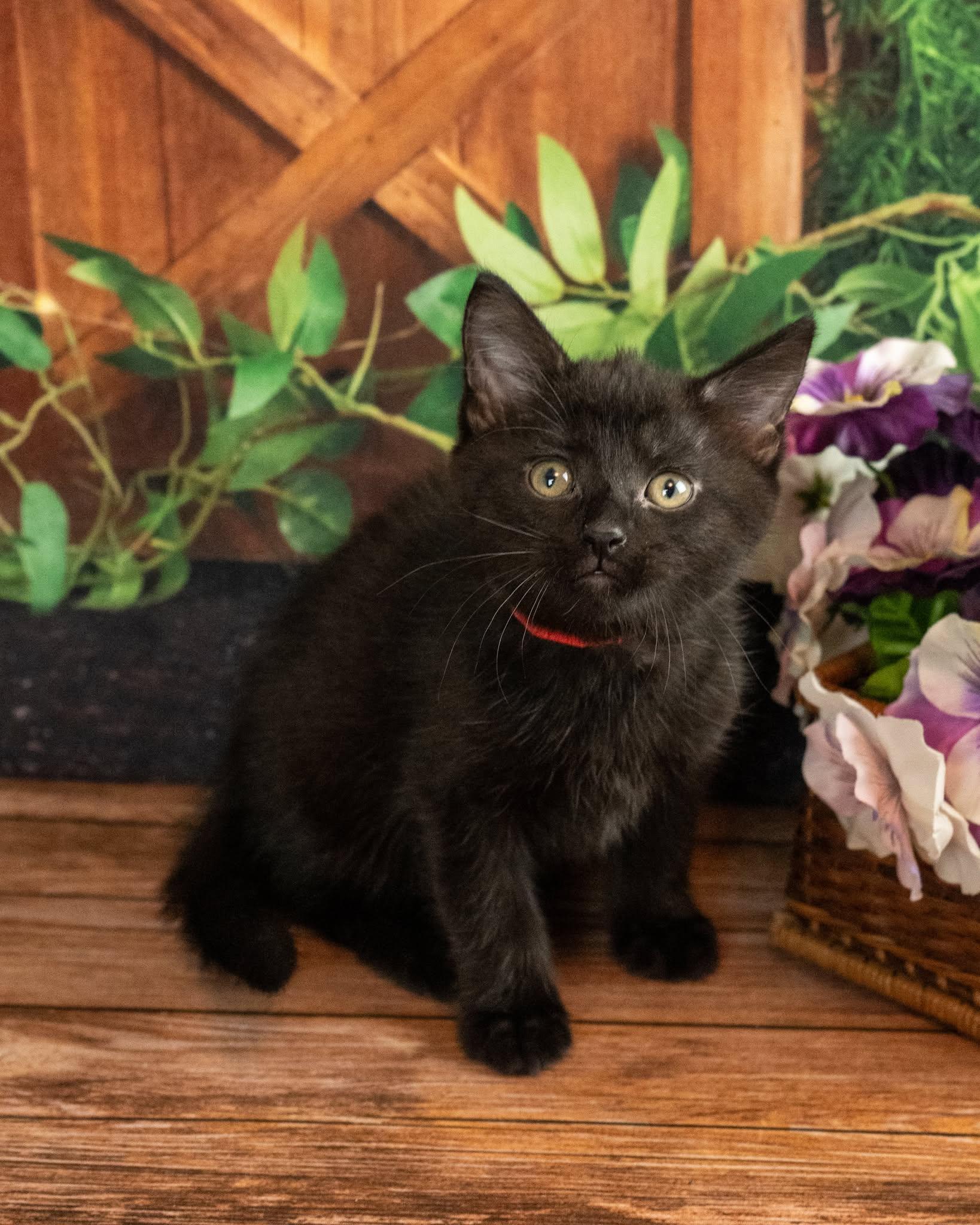 Leo, an adopted Domestic Short Hair in Lapeer, MI image 3/5