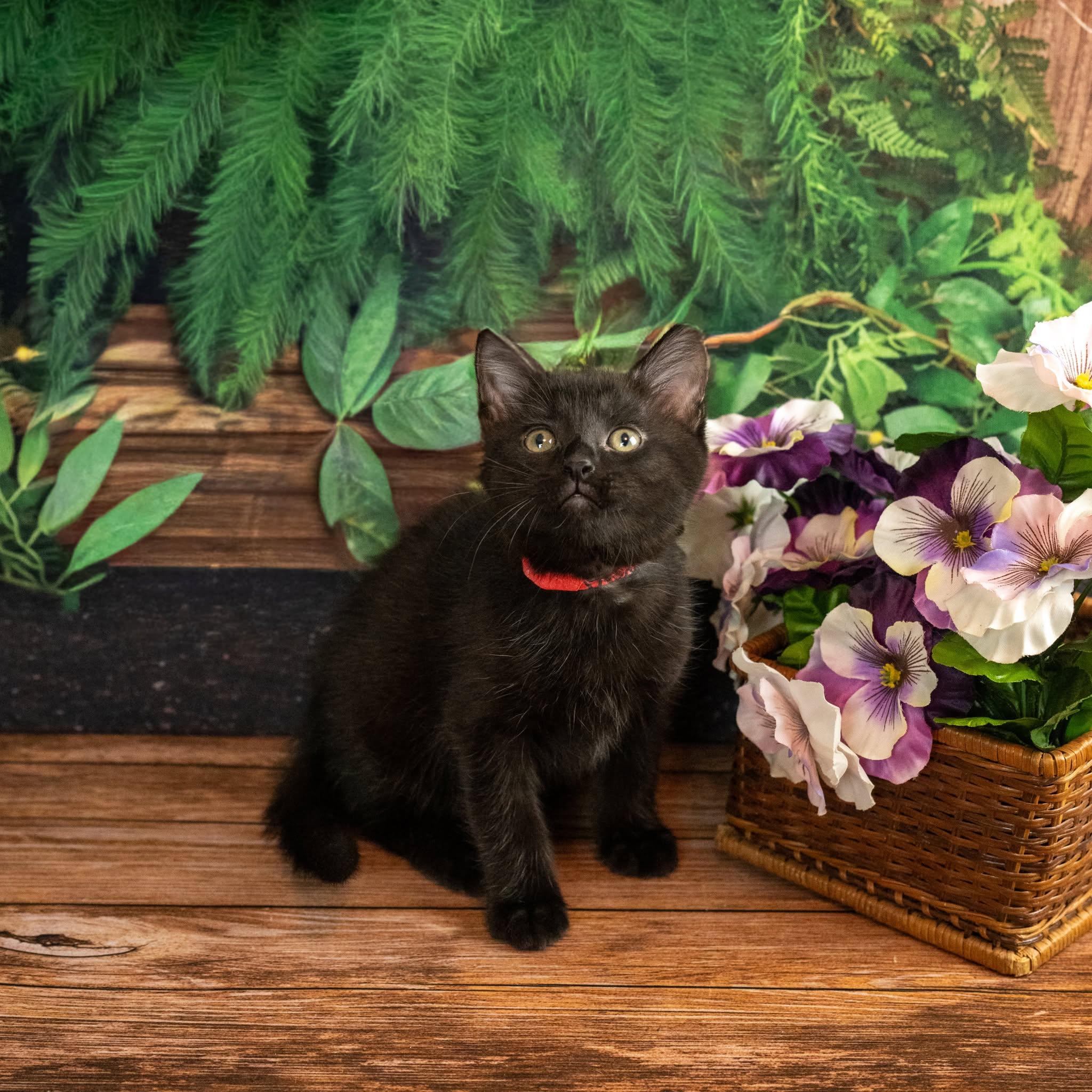 Leo, an adopted Domestic Short Hair in Lapeer, MI image 2/5