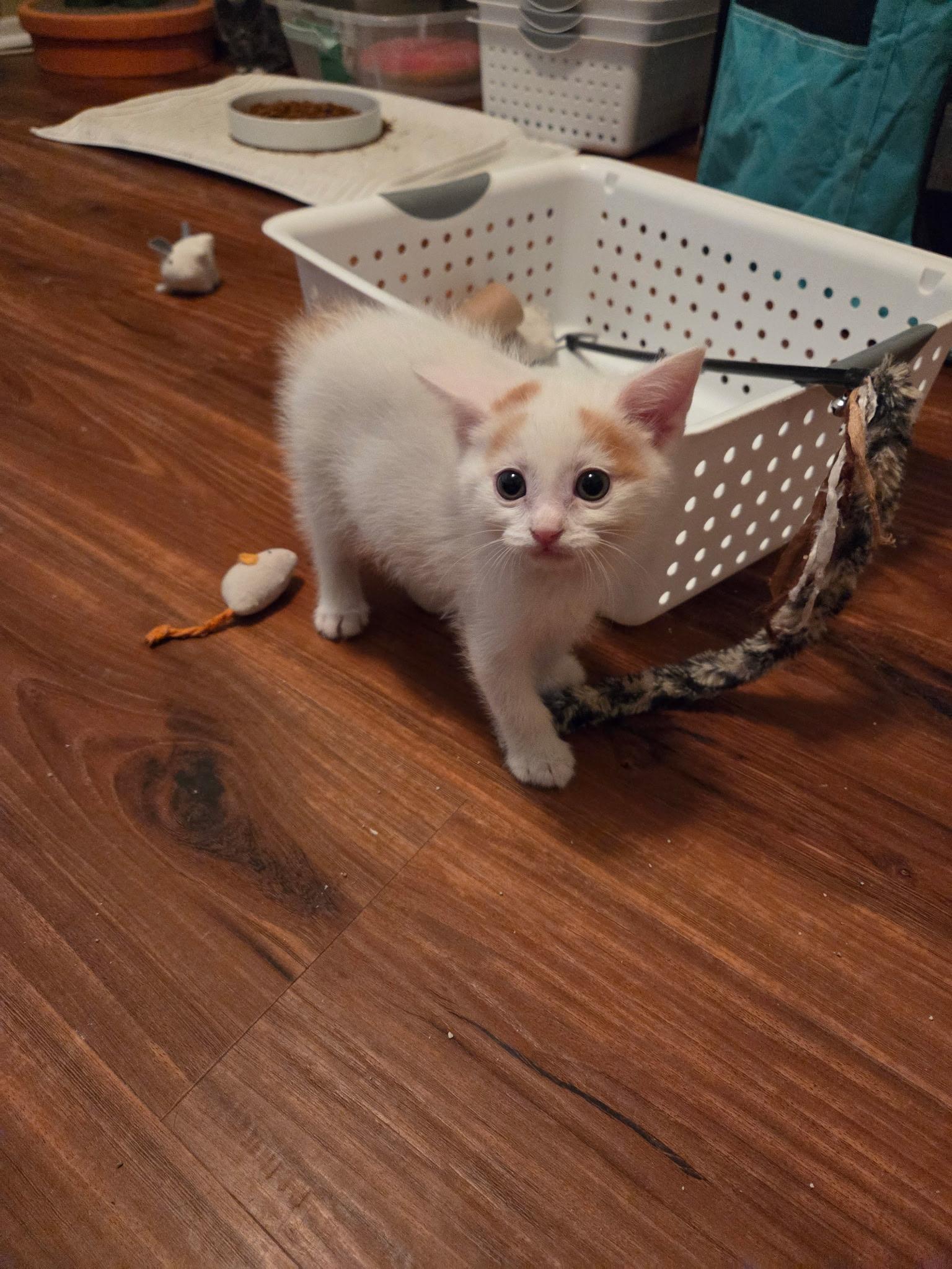 Enlarge Yoshi Haru, an adopted Siamese in Phoenix, AZ image 5/5