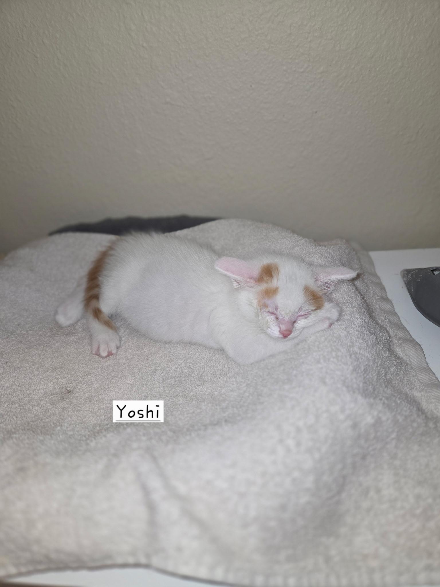 Yoshi Haru, adopted, Kitten Male Siamese.