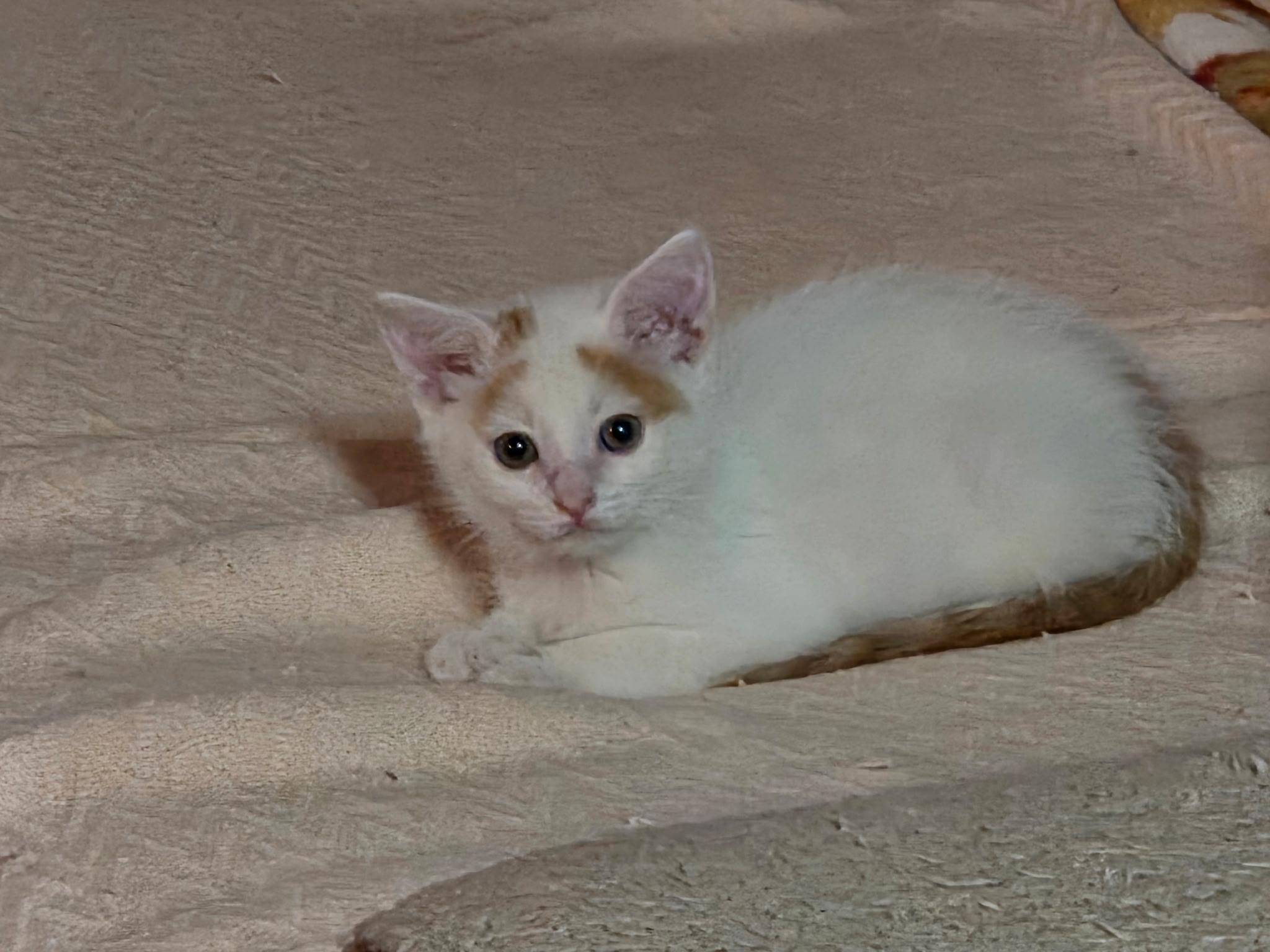 Enlarge Yoshi Haru, an adopted Siamese in Phoenix, AZ image 2/5