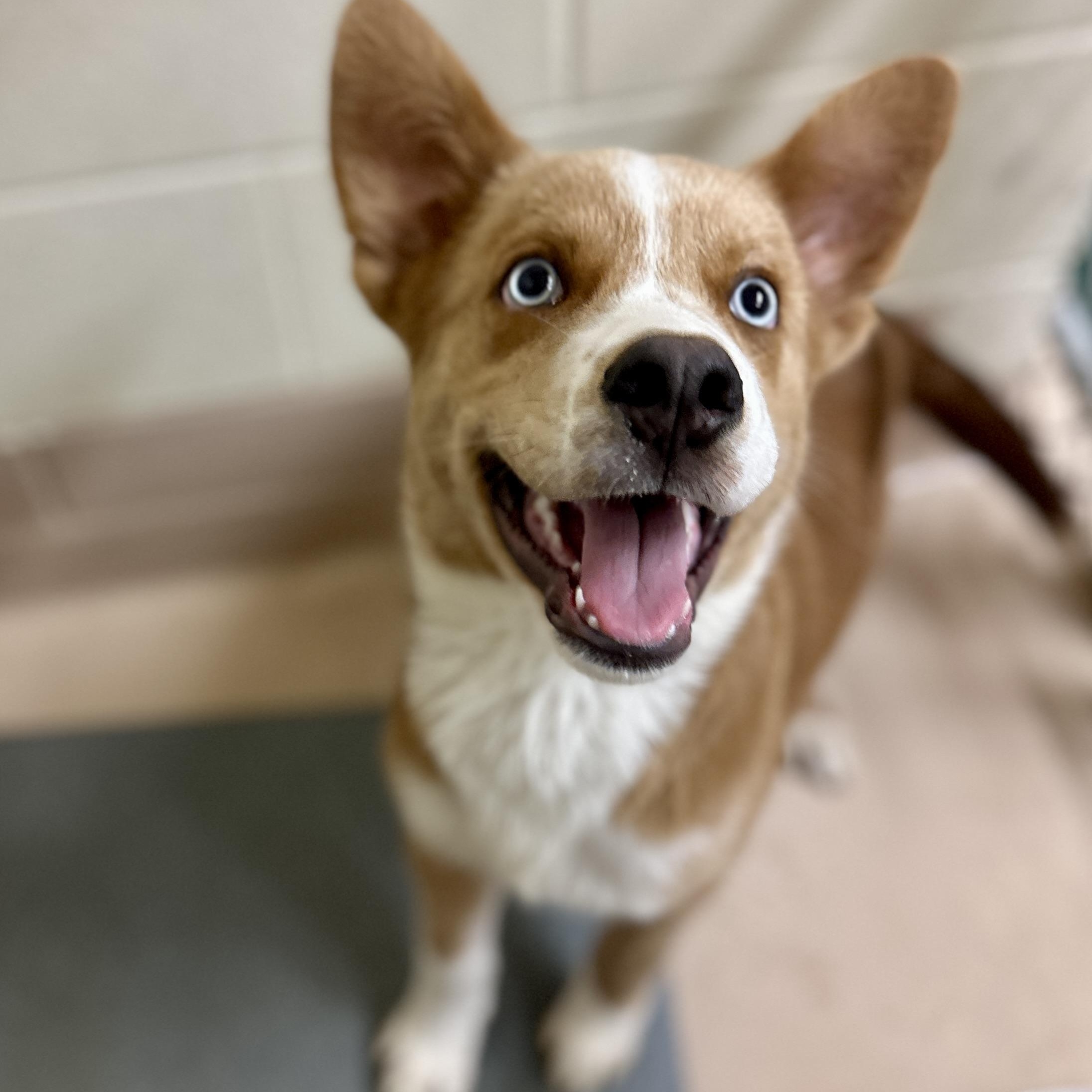 Rocky, Young Male Husky