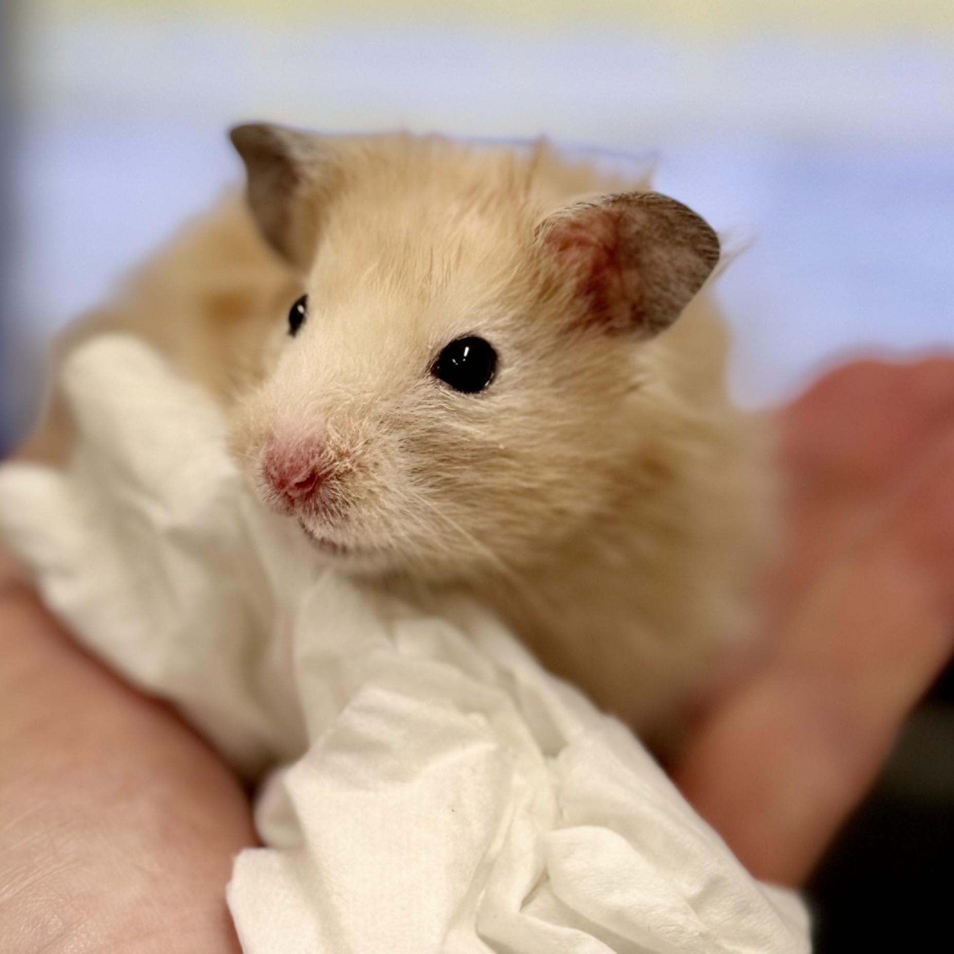 Twinkie- 52898, an adopted Hamster in Columbia, MD image 1/2