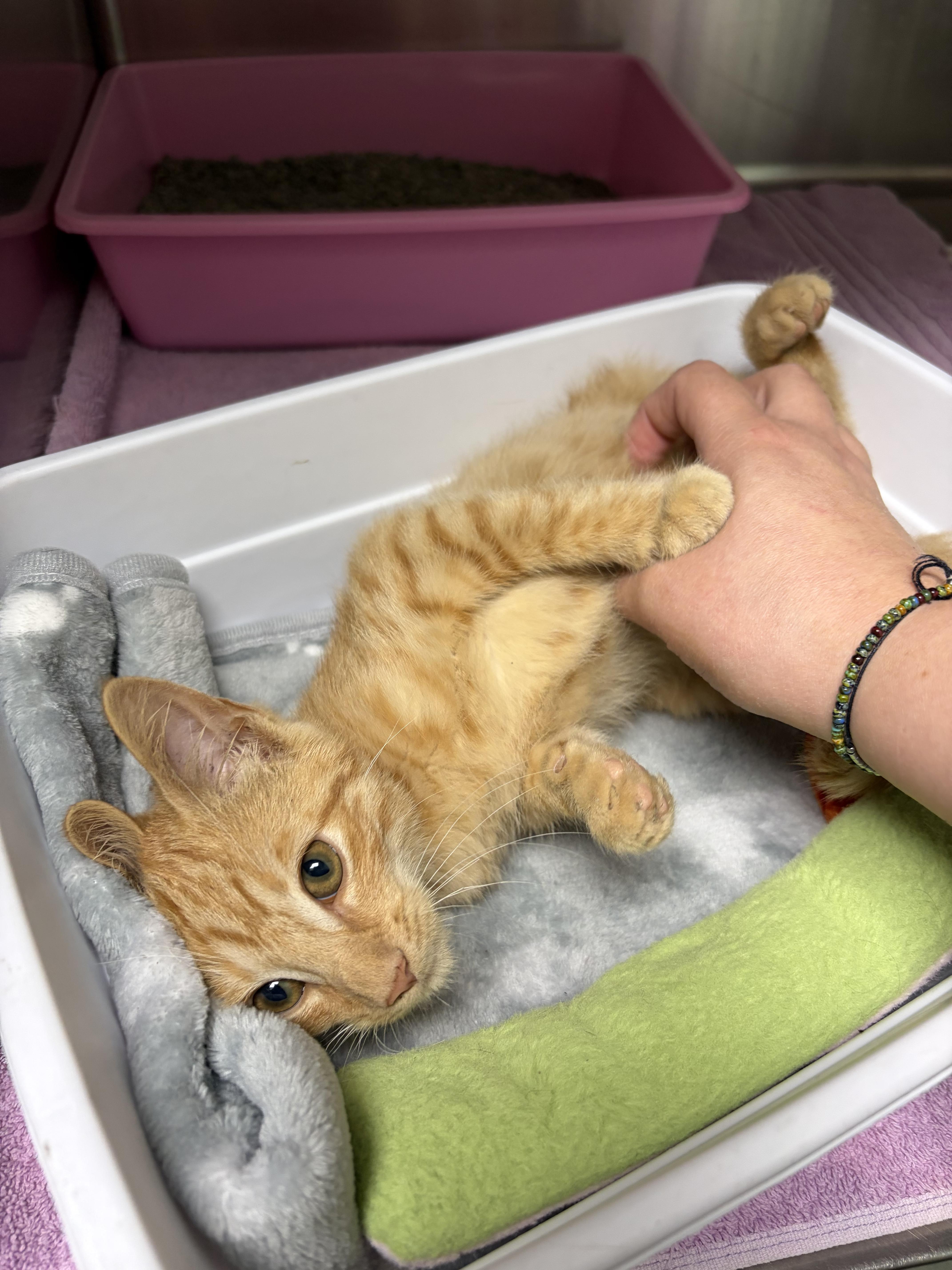 Enlarge Bit O Honey, a Adopted mixed breed in Greensboro, NC image 5/5