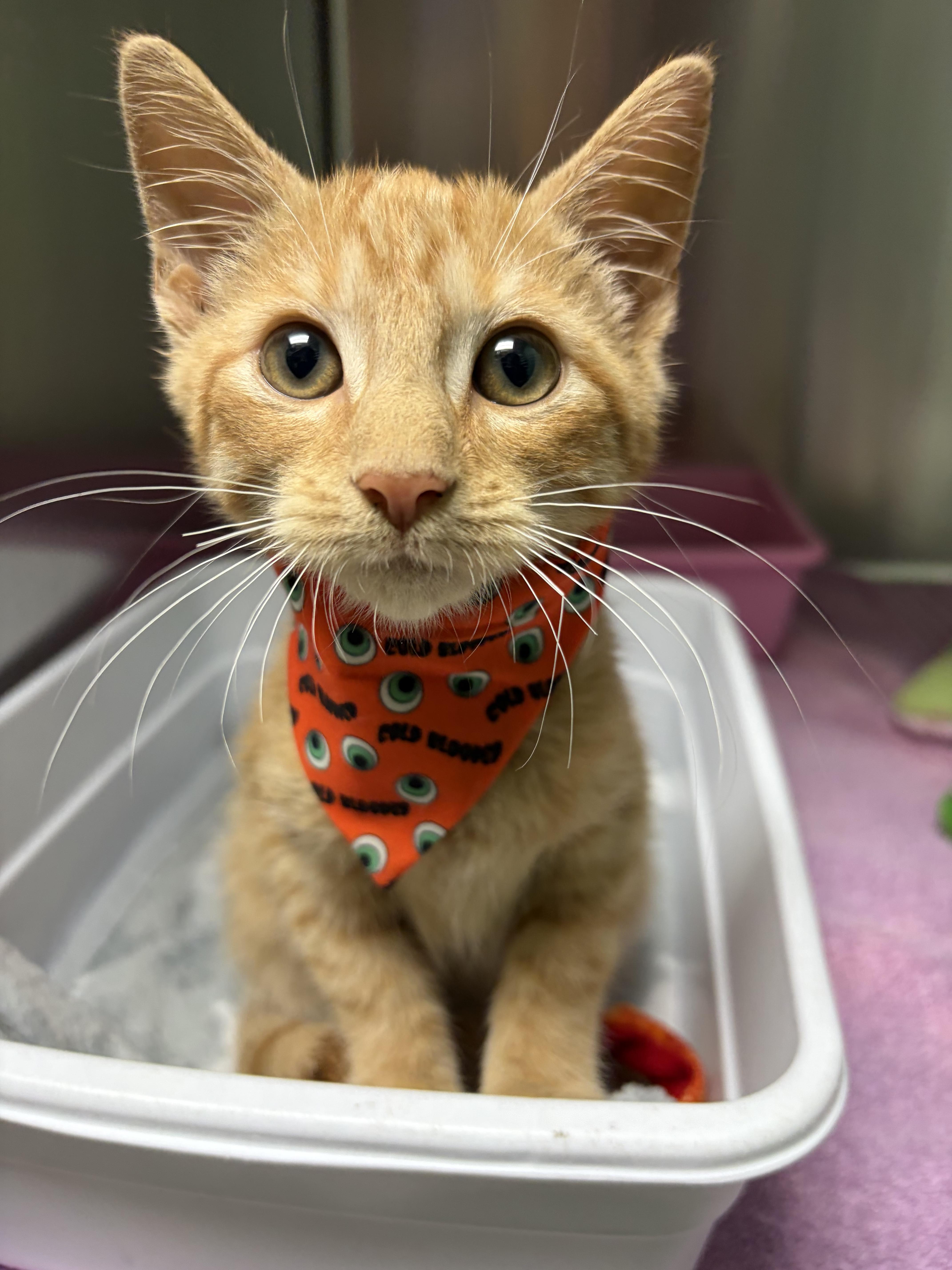 Bit O Honey, Adopted, Kitten Male Domestic Short Hair & Tabby.