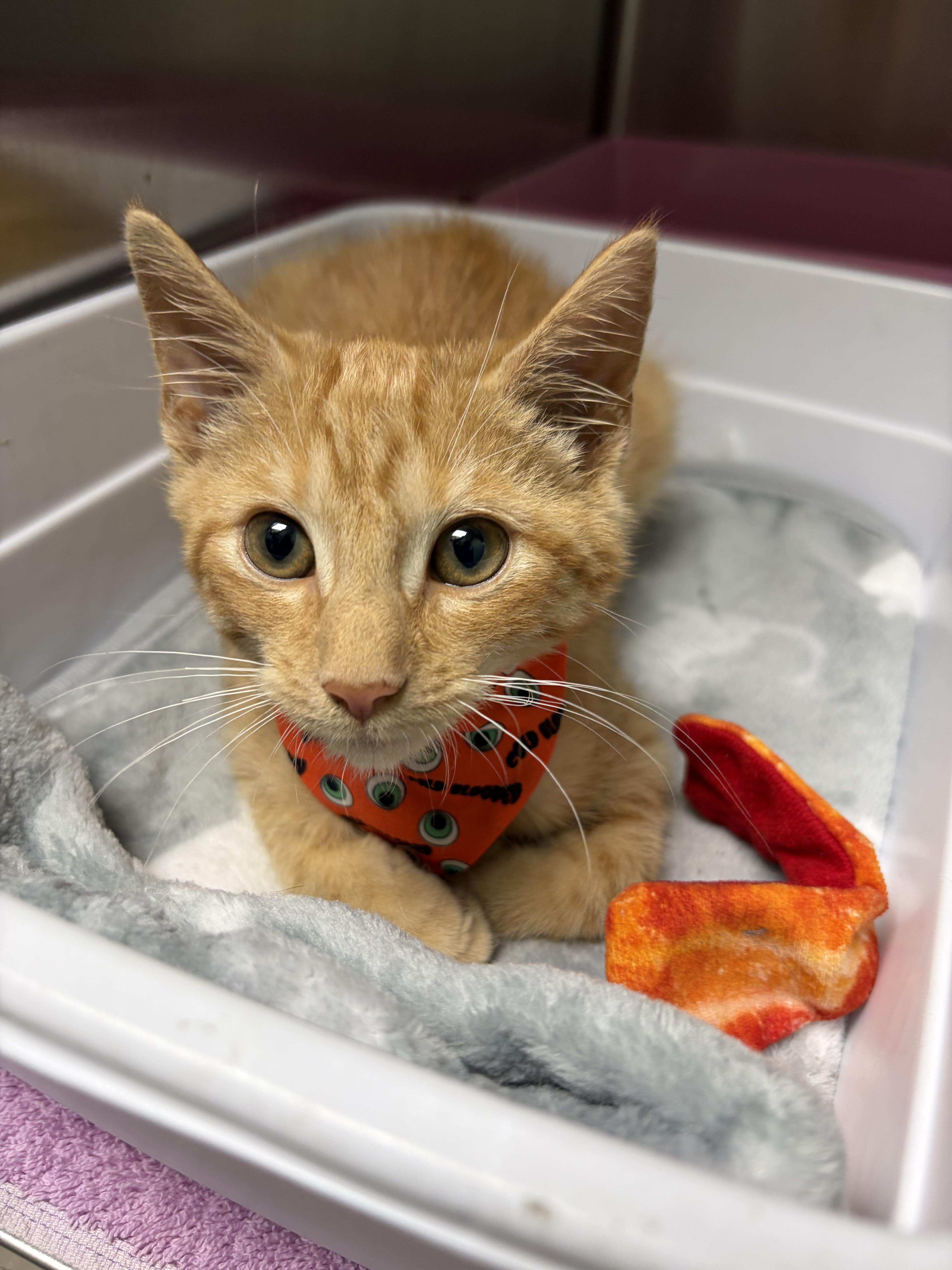 Enlarge Bit O Honey, a Adopted mixed breed in Greensboro, NC image 2/5