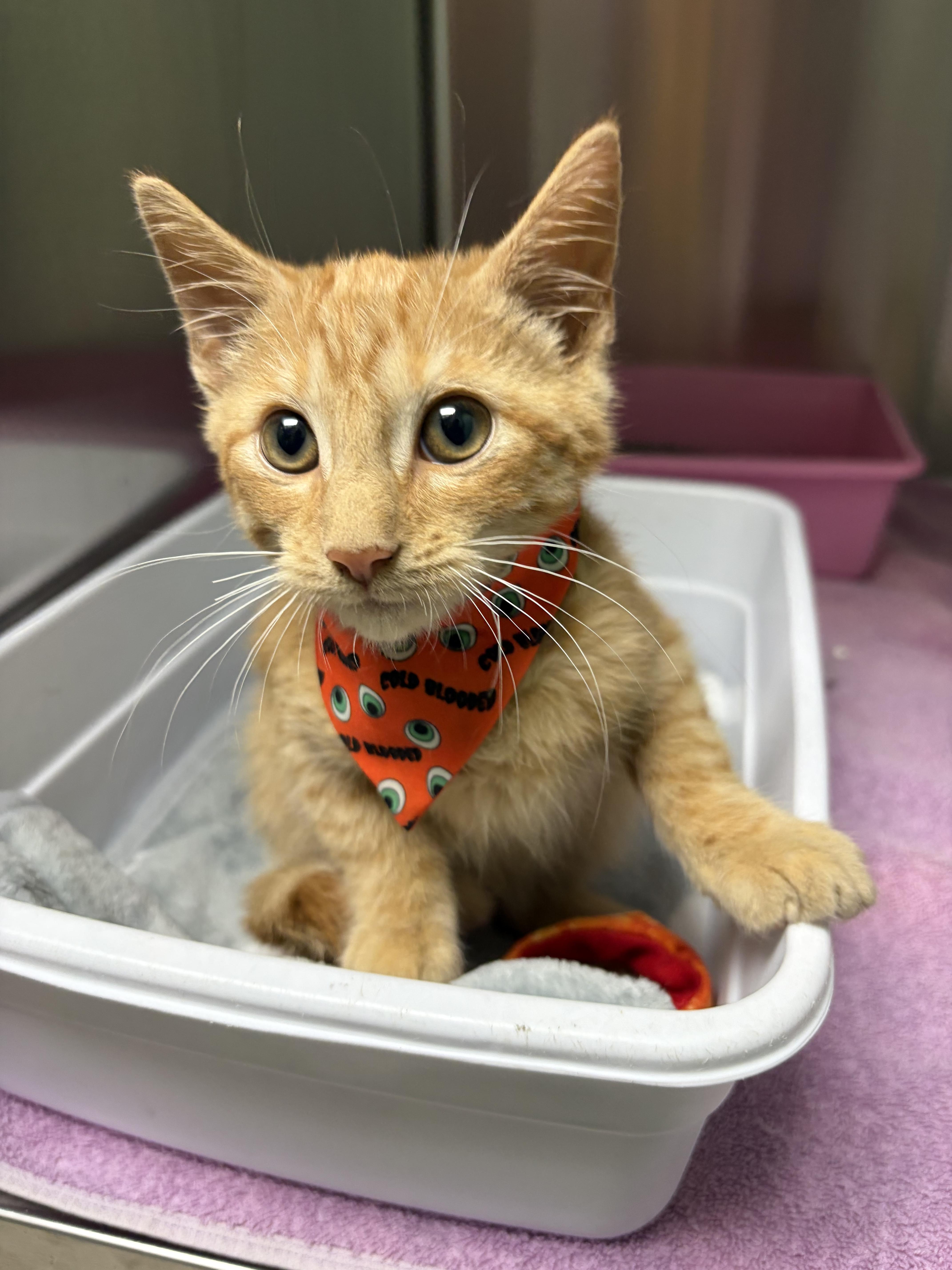 Enlarge Bit O Honey, a Adopted mixed breed in Greensboro, NC image 3/5