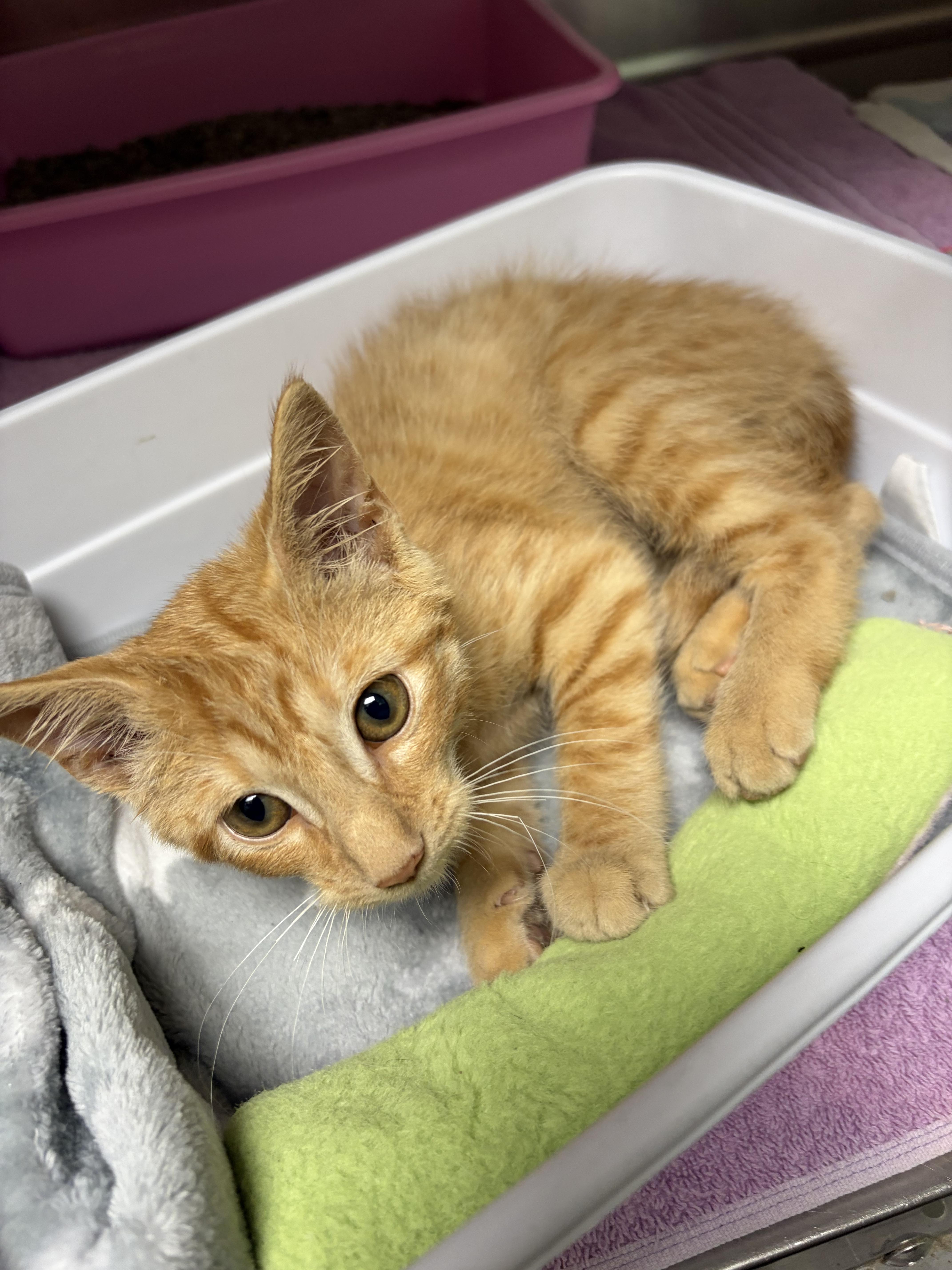 Enlarge Bit O Honey, a Adopted mixed breed in Greensboro, NC image 4/5