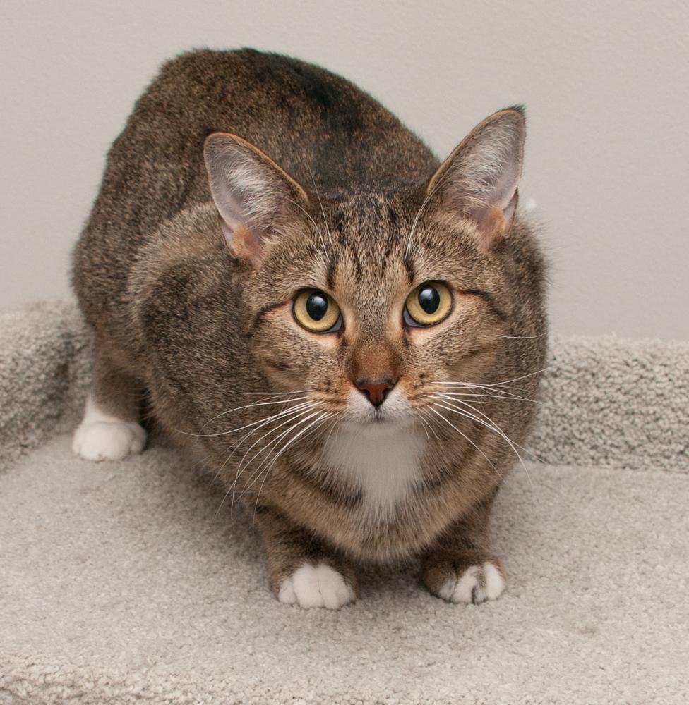 Sailor (gets adopted with her kitten, Fisher)