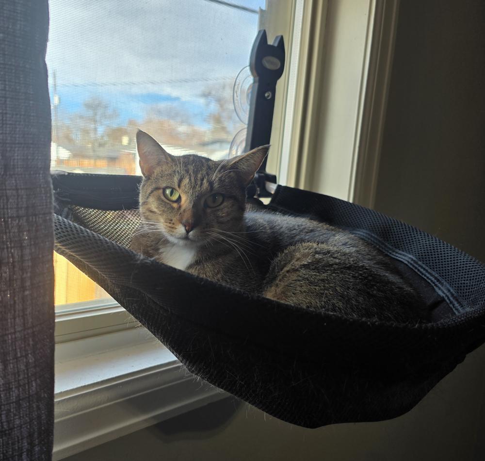 Enlarge Sailor (gets adopted with her kitten, Fisher), a Adoptable Tabby in Westminster, CO image 2/5
