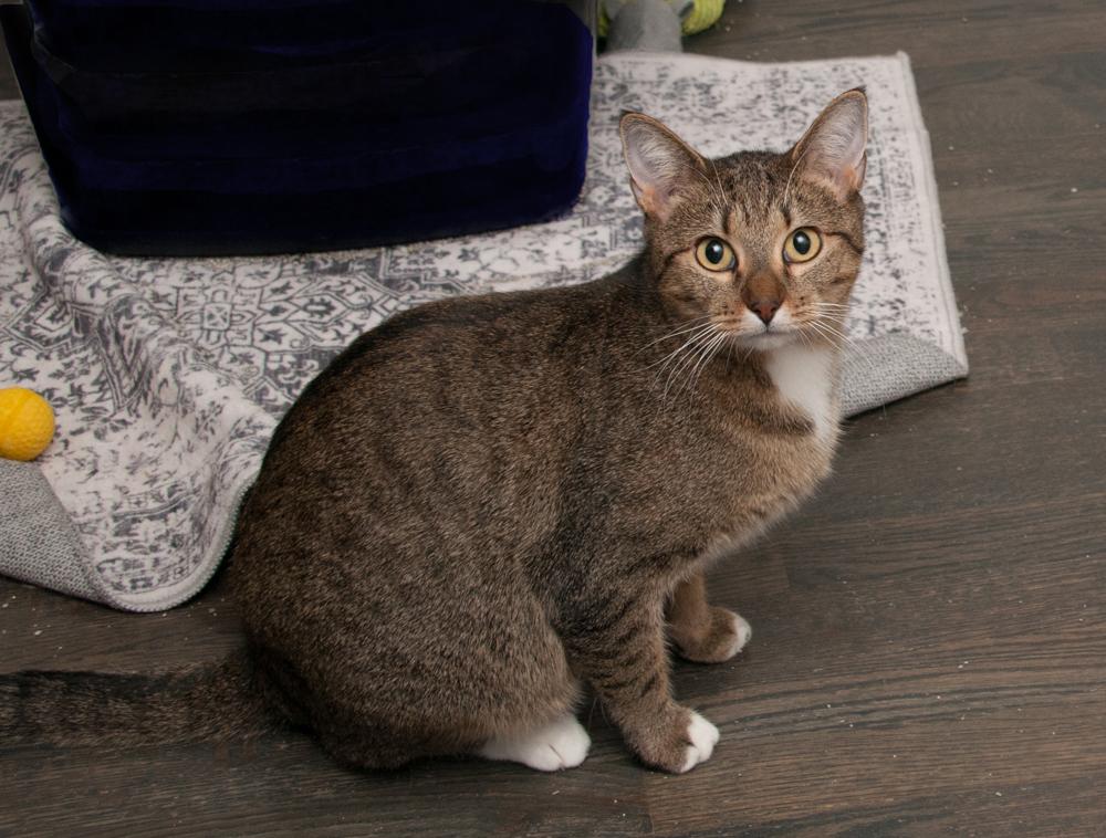 Sailor (gets adopted with her kitten, Fisher) — thumbnail 3