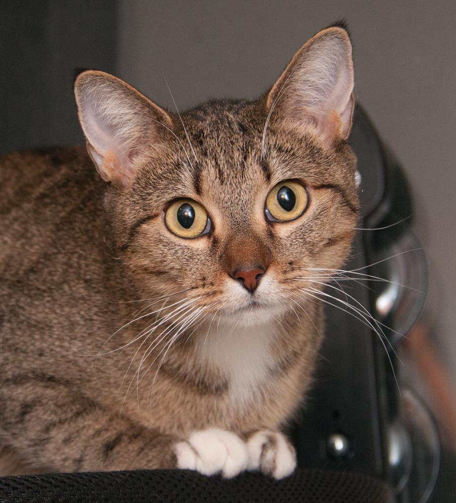Enlarge Sailor (gets adopted with her kitten, Fisher), a Adoptable Tabby in Westminster, CO image 1/5