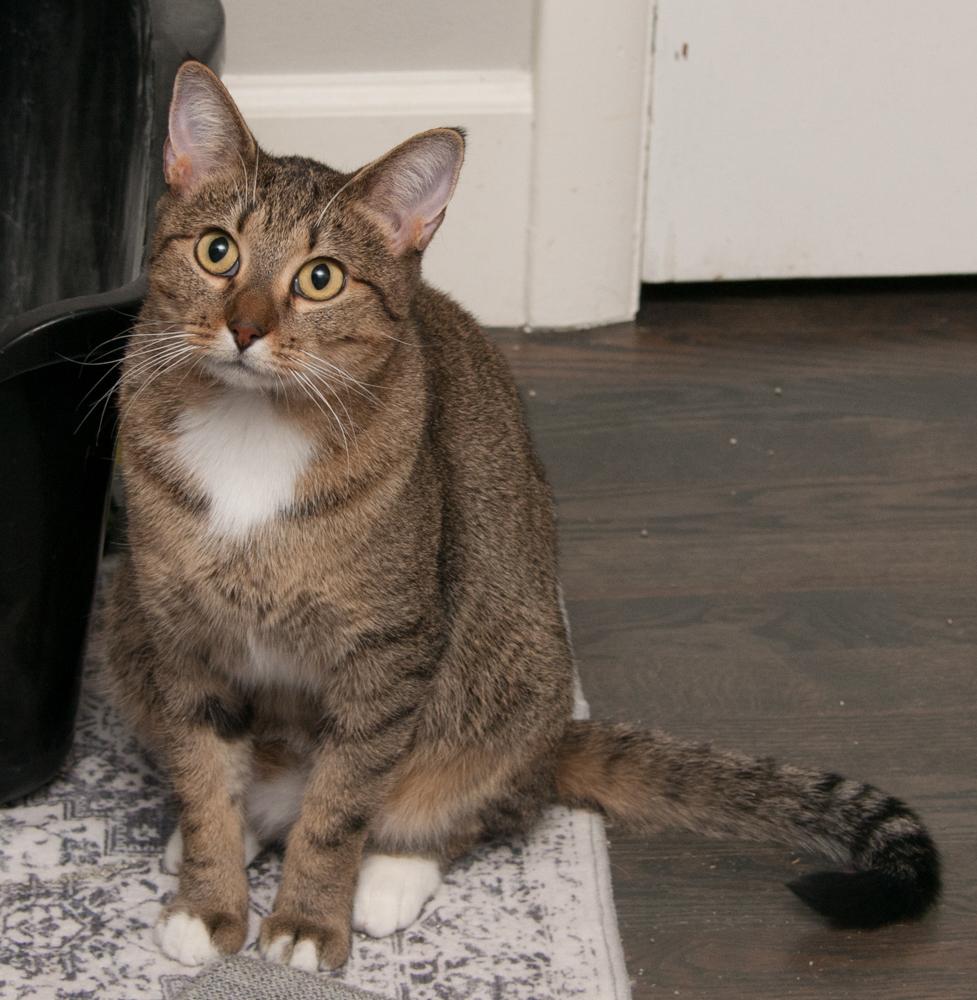 Enlarge Sailor (gets adopted with her kitten, Fisher), a Adoptable Tabby in Westminster, CO image 4/5