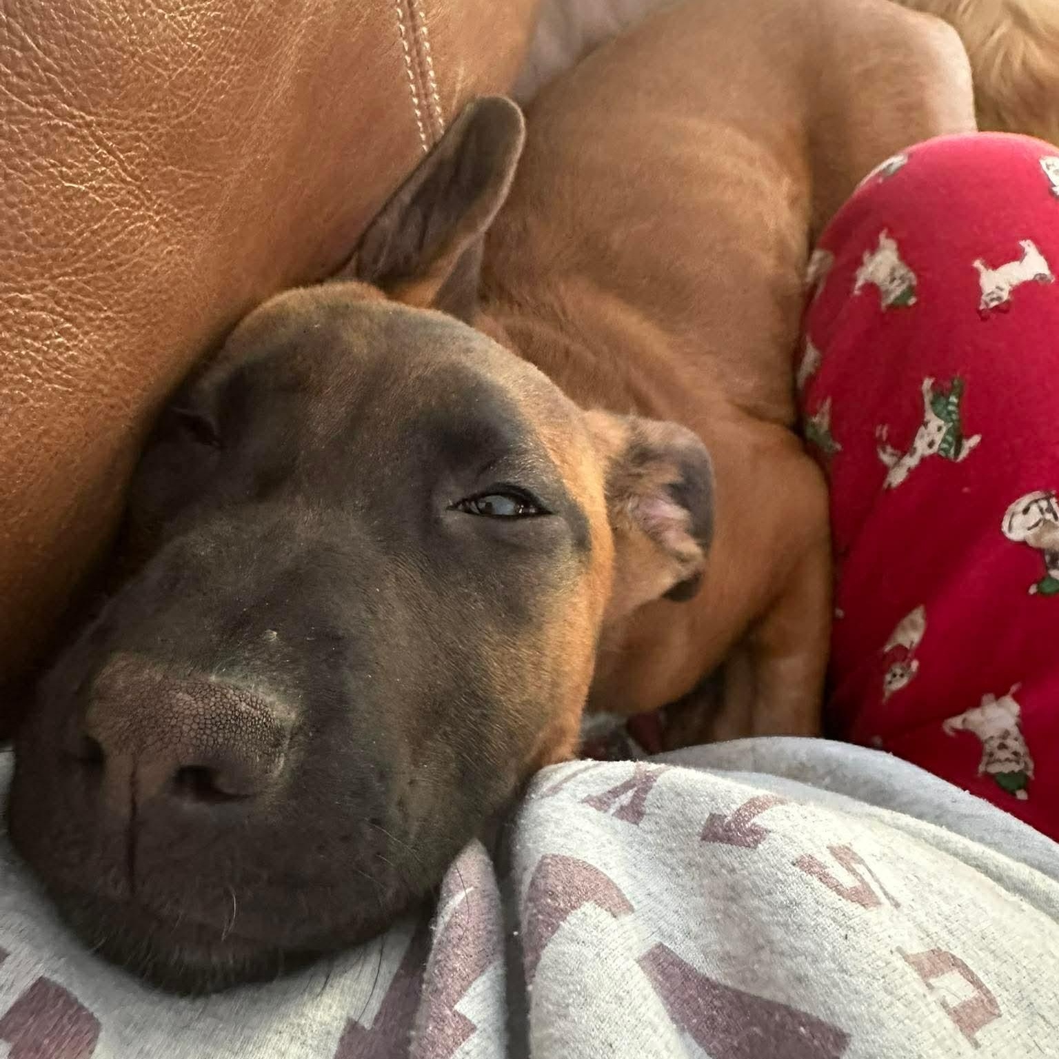 Morgan — thumbnail 4