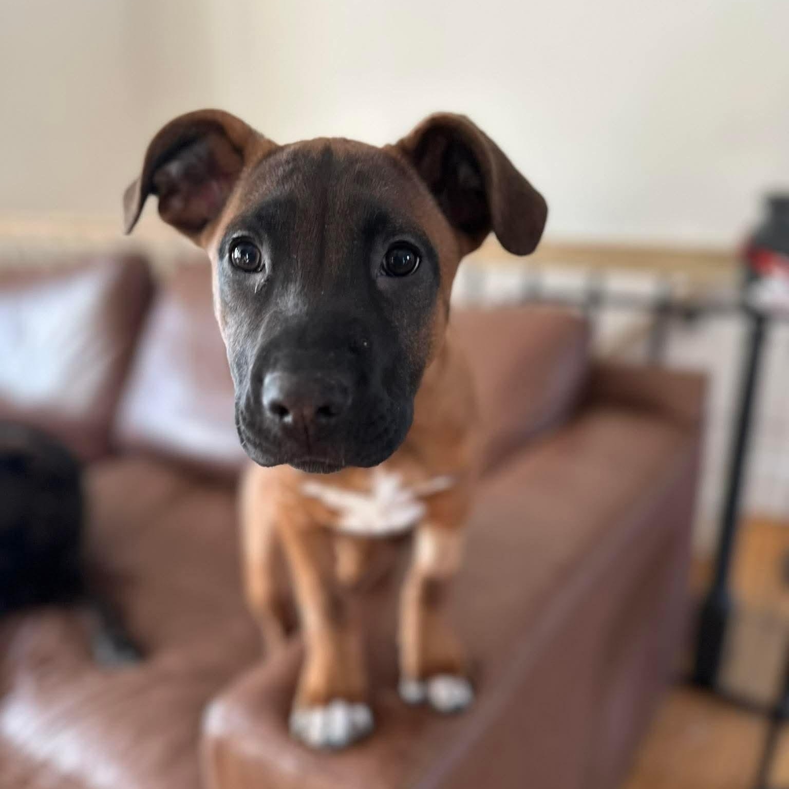 Morgan — thumbnail 5