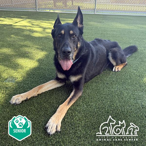 Enlarge BUBBA, a Adoptable German Shepherd Dog in Irvine, CA image 1/1