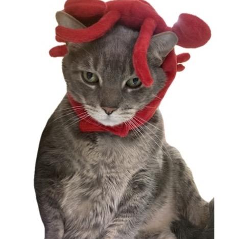 Enlarge Storm, a Adoptable mixed breed in Silver Spring, MD image 6/6