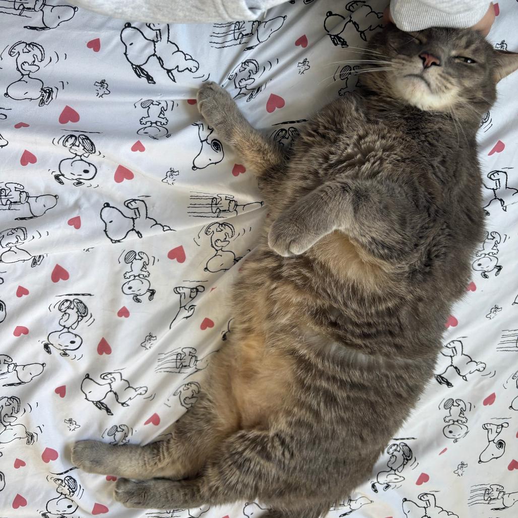 Enlarge Storm, a Adoptable mixed breed in Silver Spring, MD image 1/6