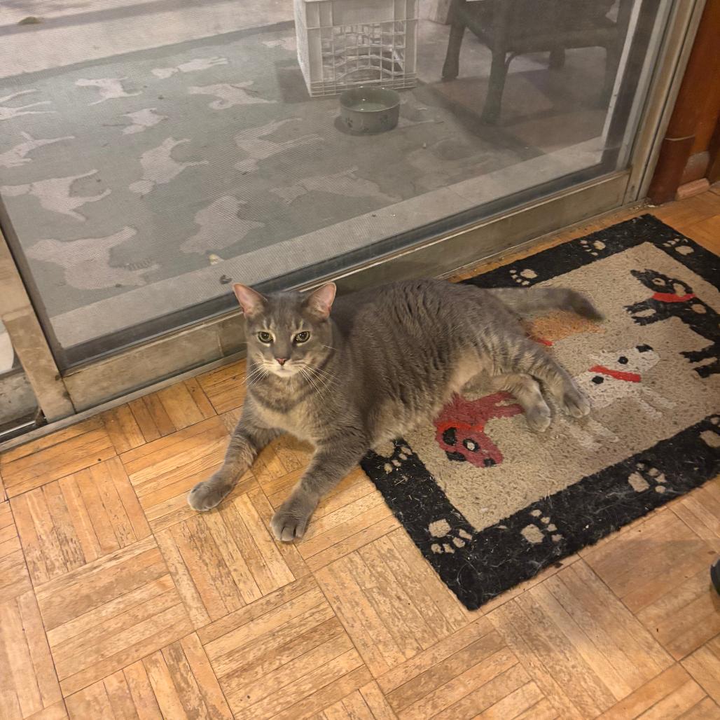 Enlarge Storm, a Adoptable mixed breed in Silver Spring, MD image 2/6