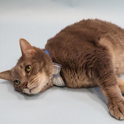 Enlarge Storm, a Adoptable mixed breed in Silver Spring, MD image 4/6