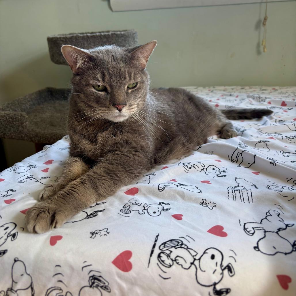 Enlarge Storm, a Adoptable mixed breed in Silver Spring, MD image 5/6