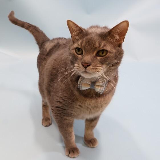 Storm, Adoptable, Senior Male Domestic Short Hair.